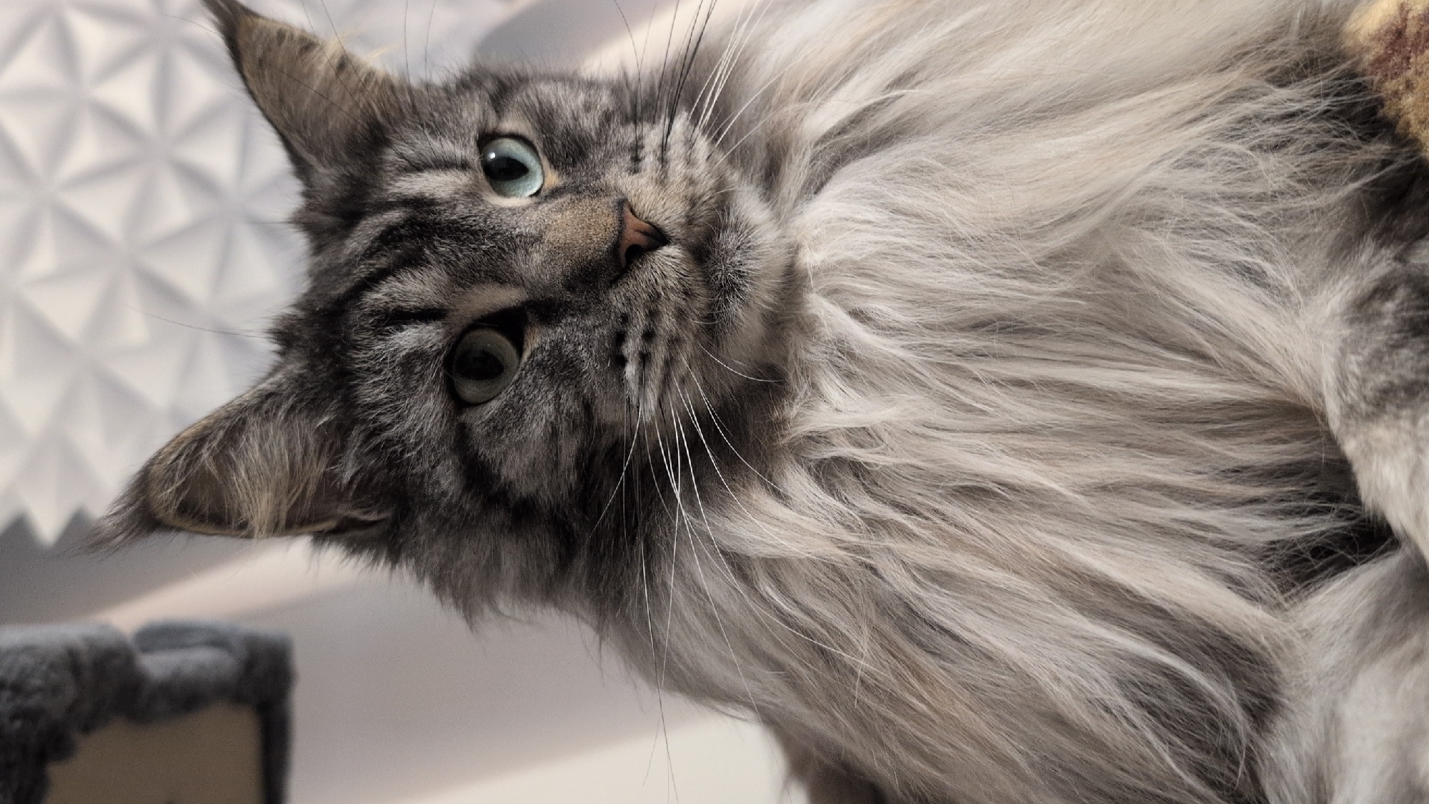 A close-up, head-and-shoulders shot focuses on a large, fluffy Maine Coon cat with striking heterochromia, one eye a piercing blue and the other a lighter green-blue. The cat's fur is a blend of silver, grey, and black tabby markings, with prominent ear tufts and a voluminous mane. Its expression is neutral, with its gaze directed slightly off-camera. The background is blurred, featuring a white, geometric textured surface and a hint of a grey, textured object, possibly a cat tree or furniture. No specific location in Izmail, Ukraine can be determined from the image.