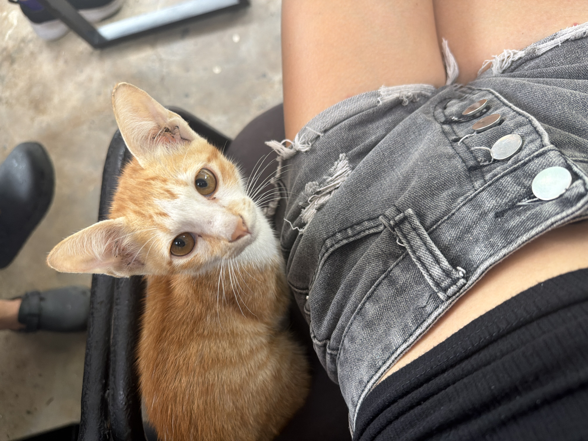 An orange and white kitten with large ears and brown eyes sits on a dark surface, looking upwards. The kitten is in the foreground. In the background, a person's legs clad in gray denim shorts and a black top are visible. A black shoe and part of another shoe are also present in the background, suggesting an outdoor or casual indoor setting, potentially in or near the city of Phu Thuy Ward, Vietnam. The lighting appears to be natural daylight.