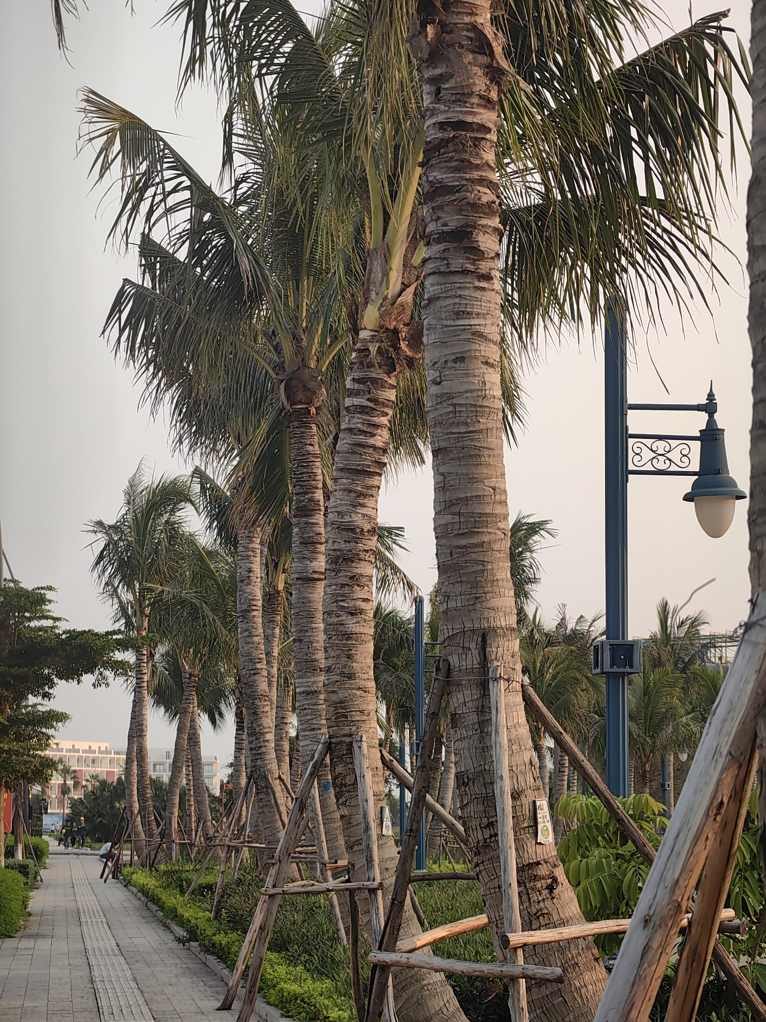 A streetscape in Bai Chay Ward, Vietnam, shows a tiled walkway bordered by a manicured green hedge and a row of young palm trees, each supported by wooden braces. A vintage-style street lamp is visible. In the background, buildings and trees line the street, while pedestrians walk along the walkway. The sky appears overcast.
