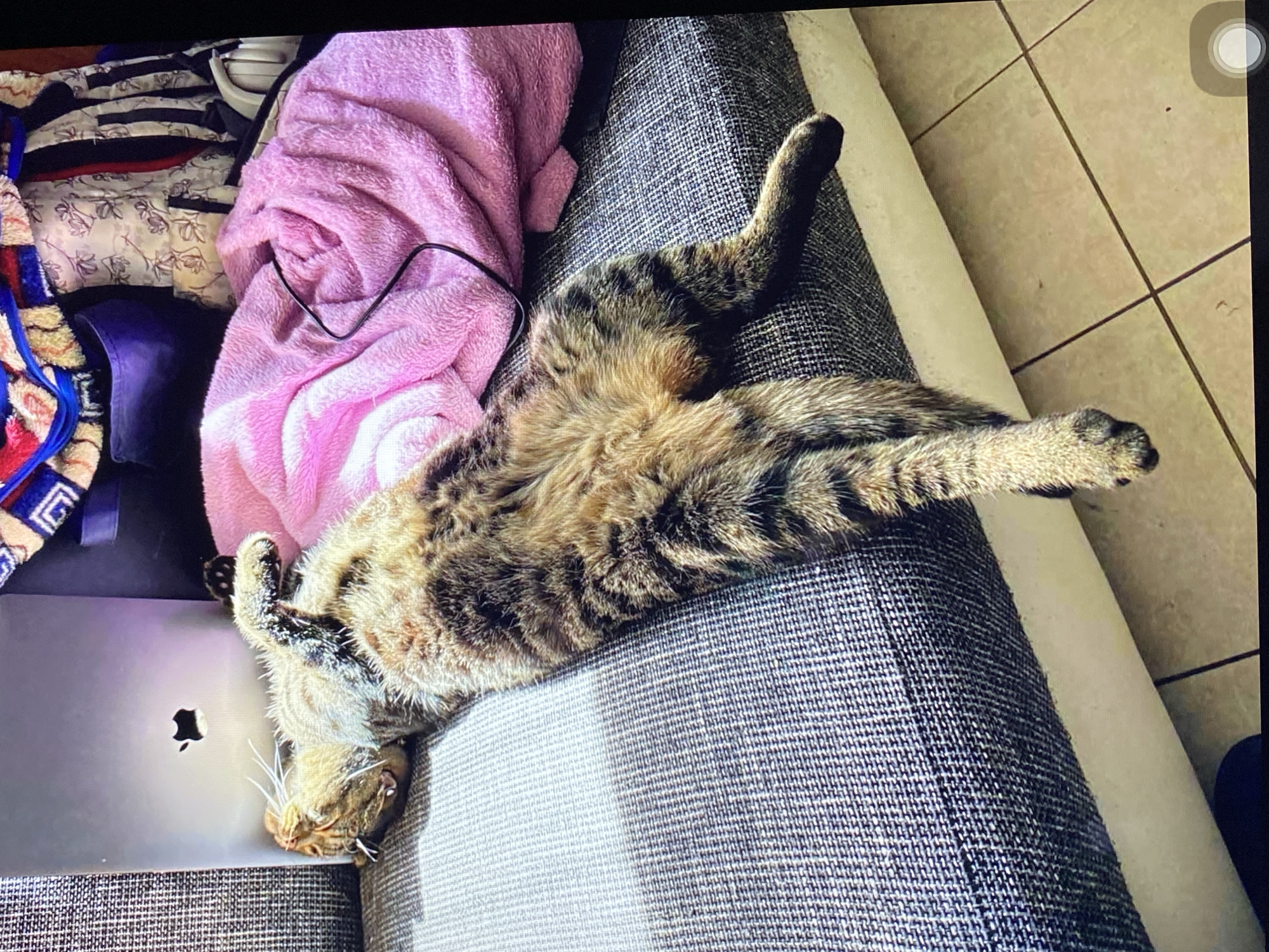 A tabby cat is sleeping on its back on a grey couch. The cat's belly is exposed. To the left of the cat, a laptop with an Apple logo is propped up. To the right of the cat, a pink blanket is draped over the couch. In the background, there are various items including a dark blue bag and colorful blankets. The scene appears to be indoors, with a tiled floor visible in the lower portion of the image. The location is not specified in the image or the provided crops.