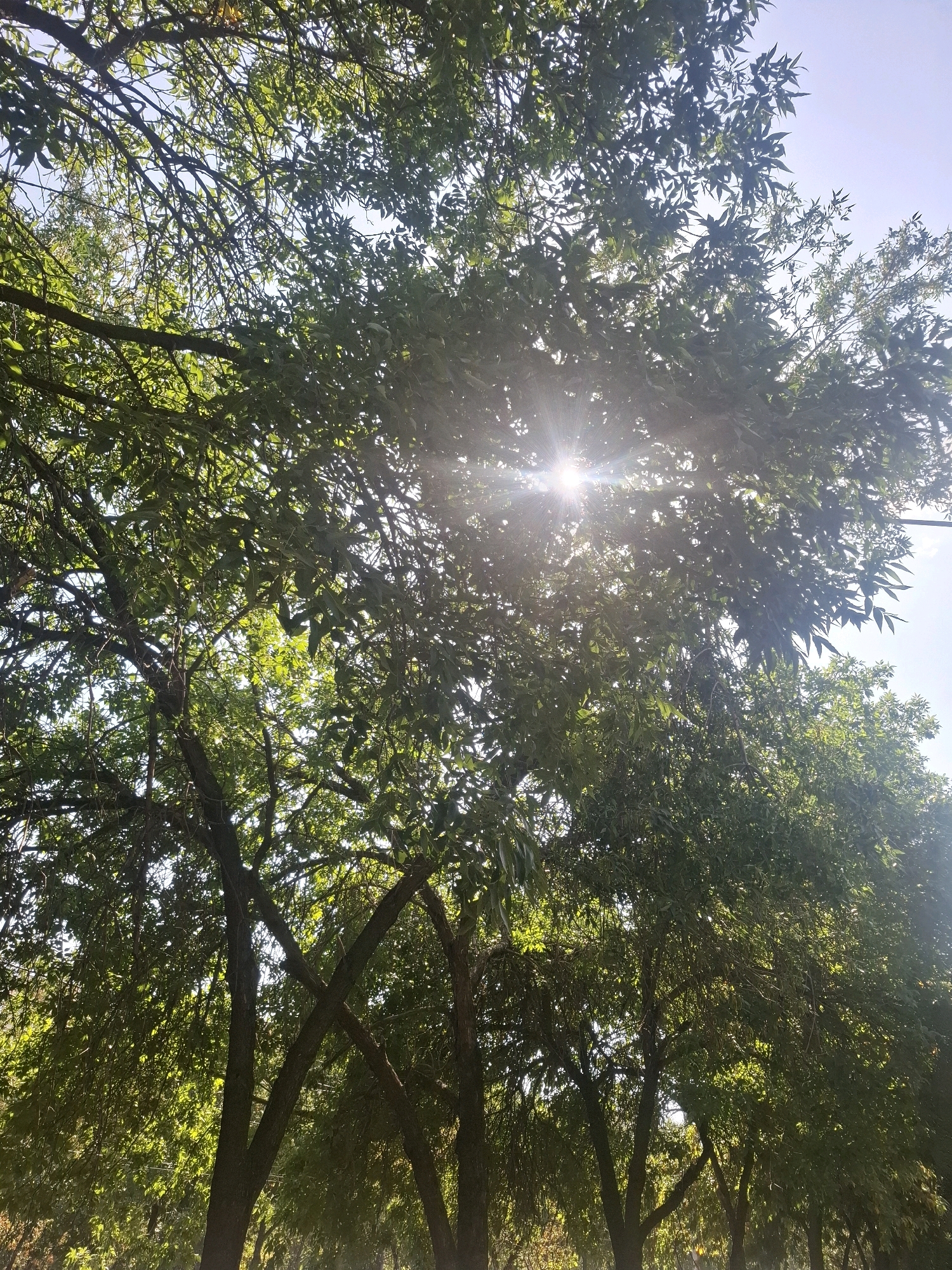 The image captures a view looking up through the canopy of leafy green trees, with the sun's rays prominently shining through the foliage, creating a lens flare effect. The sky is a pale blue. The branches of the trees are thick and intertwined, casting shadows and dappled light on the leaves. In the lower portion of the image, darker tree trunks are visible, suggesting a dense grove. The scene is peaceful and natural, evoking a sense of dappled sunlight filtering through a forest. There are no people or specific urban landmarks visible to indicate a particular location within Almaty, Kazakhstan. The environment is entirely dominated by the trees and the sunlight.