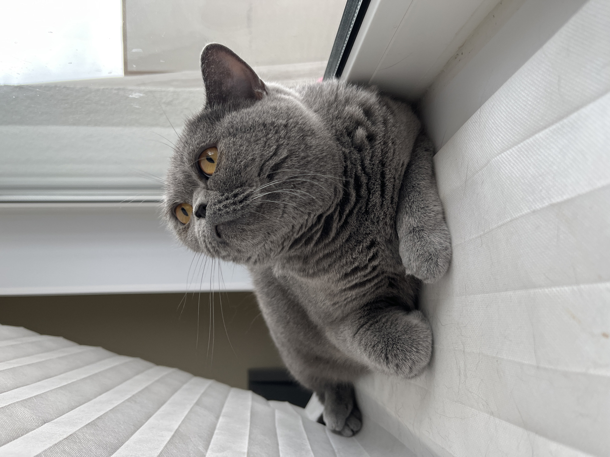 A British Shorthair cat with gray fur and yellow eyes is lying on a windowsill. The cat is looking upwards with its head tilted. To the left of the cat is a white pleated blind. To the right of the cat is a window with a white frame. The background is out of focus and appears to be an indoor setting. The image was taken in Saint Petersburg, Russia.