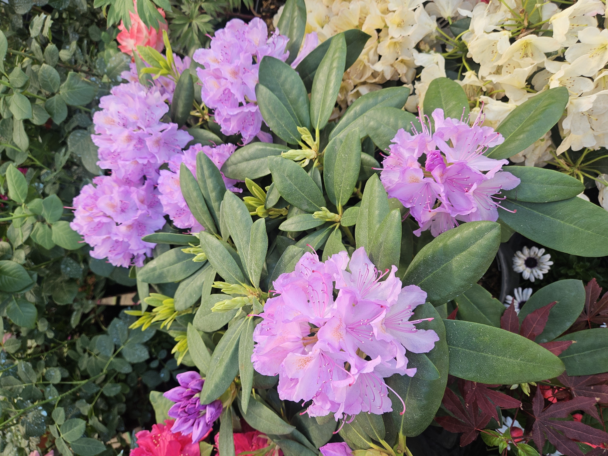 The image displays a close-up view of rhododendron flowers in full bloom. The blossoms are predominantly pink and lavender, with some white and yellow flowers in the background. The flowers are surrounded by lush green foliage. In addition to the rhododendrons, there are some other types of greenery and some red and burgundy leaves visible in the lower-right quadrant of the image.
I have no information about the location of the photo.