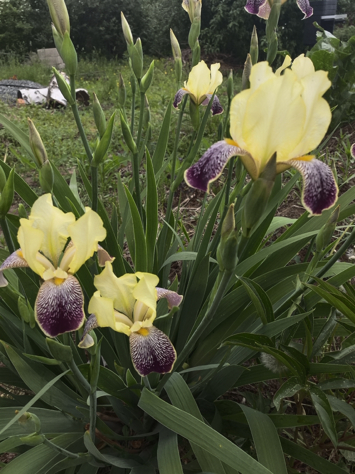 The image shows a cluster of yellow and purple irises in a garden setting. Three irises are in full bloom, while several buds are still closed, suggesting a vibrant and active growth stage. The flowers are predominantly yellow with purple accents on the lower petals, displaying a pattern of dark veining or speckling. The leaves are long, green, and blade-like, typical of iris plants, providing a dense backdrop to the blooms. The setting appears to be a well-maintained garden with lush greenery, though some unidentified objects are visible in the background. The image does not provide information about the location.
