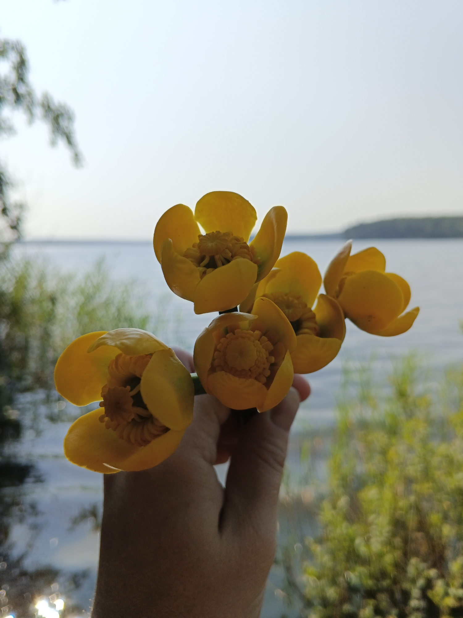 A hand holds a small bunch of bright yellow flowers in front of a lake on a sunny day. The flowers have multiple petals and a prominent stamen in the center of each bloom. The background features the calm, blue water of the lake, with a distant tree-lined shore visible under a pale sky. Green vegetation is present in the foreground and along the lake's edge, with some sunlight glinting off the water. The scene is likely in Sarafanovo, Russia, given the natural landscape suggestive of a rural or lakeside setting.