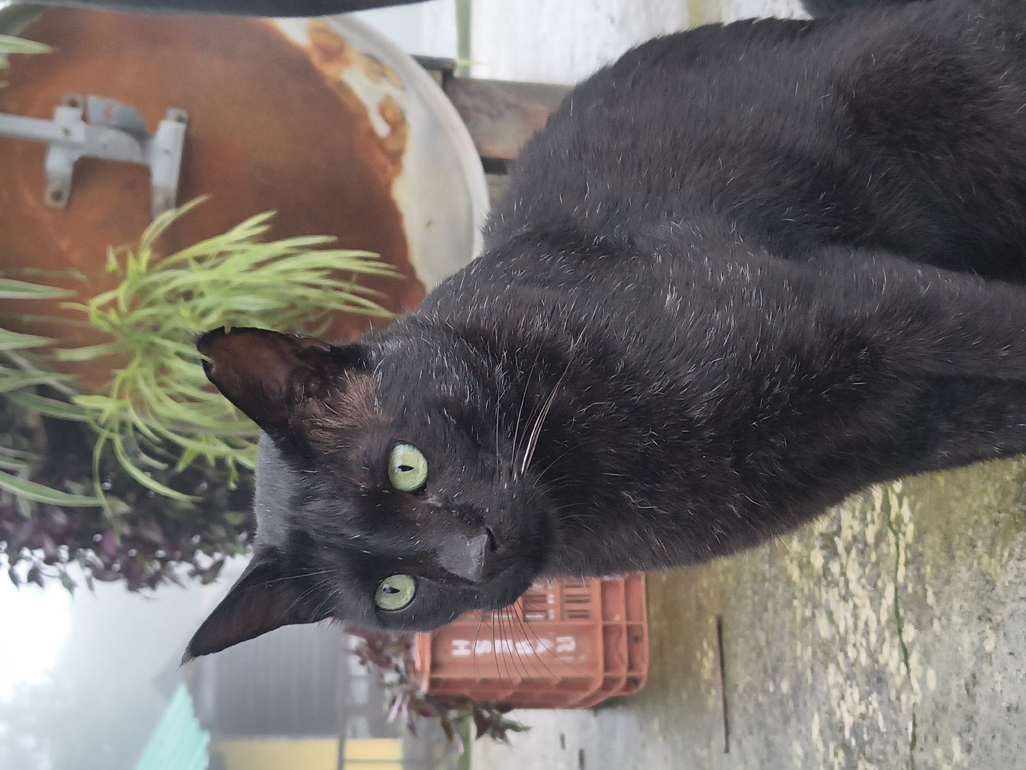 A medium shot captures a black cat with striking green eyes sitting on a wet, grey concrete surface. The cat is positioned in the foreground, facing left with its head turned towards the viewer. Its fur appears slightly damp and flecked with white hairs. Behind the cat, to the left, is a red plastic crate. Further in the background, out of focus, is a yellow building with a green roof, a railing, and some greenery. To the right of the cat, a large, rusty, circular object is visible, with green plants growing around it. The overall environment suggests an outdoor setting, possibly a misty or rainy day given the wet ground and hazy atmosphere. There is no discernible indication of the location being Haini, India.