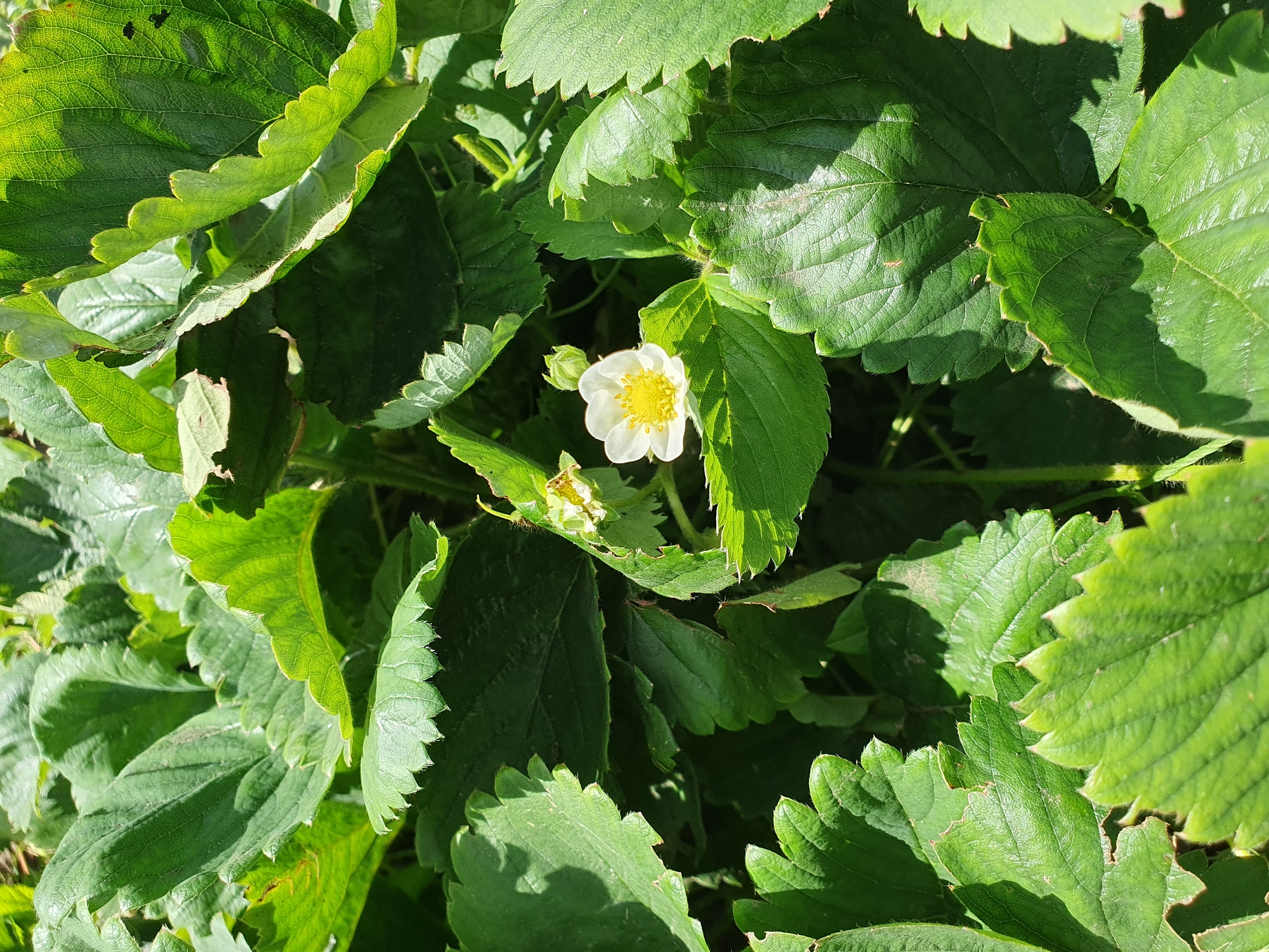 A close-up, eye-level shot captures a white strawberry flower with a yellow center nestled amongst lush green strawberry leaves. The flower is in the center of the frame, slightly to the right. The surrounding leaves are vibrant green, with some showing slight damage or browning along the edges. The lighting suggests it is daytime, with sunlight casting shadows on the leaves, highlighting their textured surfaces. The image is an outdoor scene, likely a garden or field, with no visible signs of urban infrastructure. The specific location of Novoivanivka, Ukraine, cannot be determined from the visual information in the image.