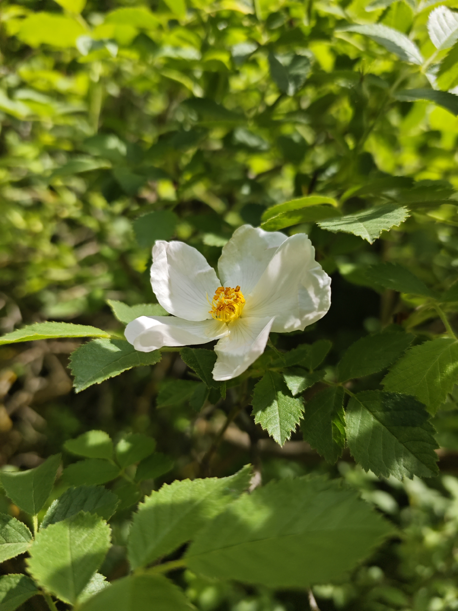 A medium-shot captures a white flower with a yellow center, surrounded by green leaves. The setting is outdoors, likely in a natural environment. No people are visible in the scene. The specific location is Svobody, Russia.
