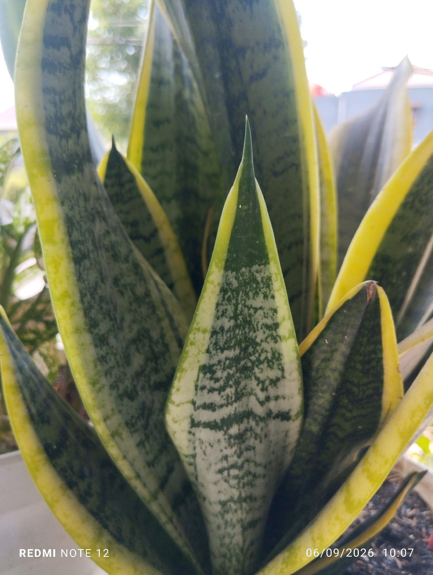 A close-up, vertical shot shows the sharp, pointed leaves of a snake plant. The leaves are variegated with dark green and light green patterns, edged with a bright yellow stripe. The plant is in focus, with the background blurred, showing hints of greenery and a structure resembling a building. The timestamp "06/09/2026 10:07" and the text "REDMI NOTE 12" are visible in the bottom right and left corners, respectively. The setting appears to be outdoors in a residential area.
