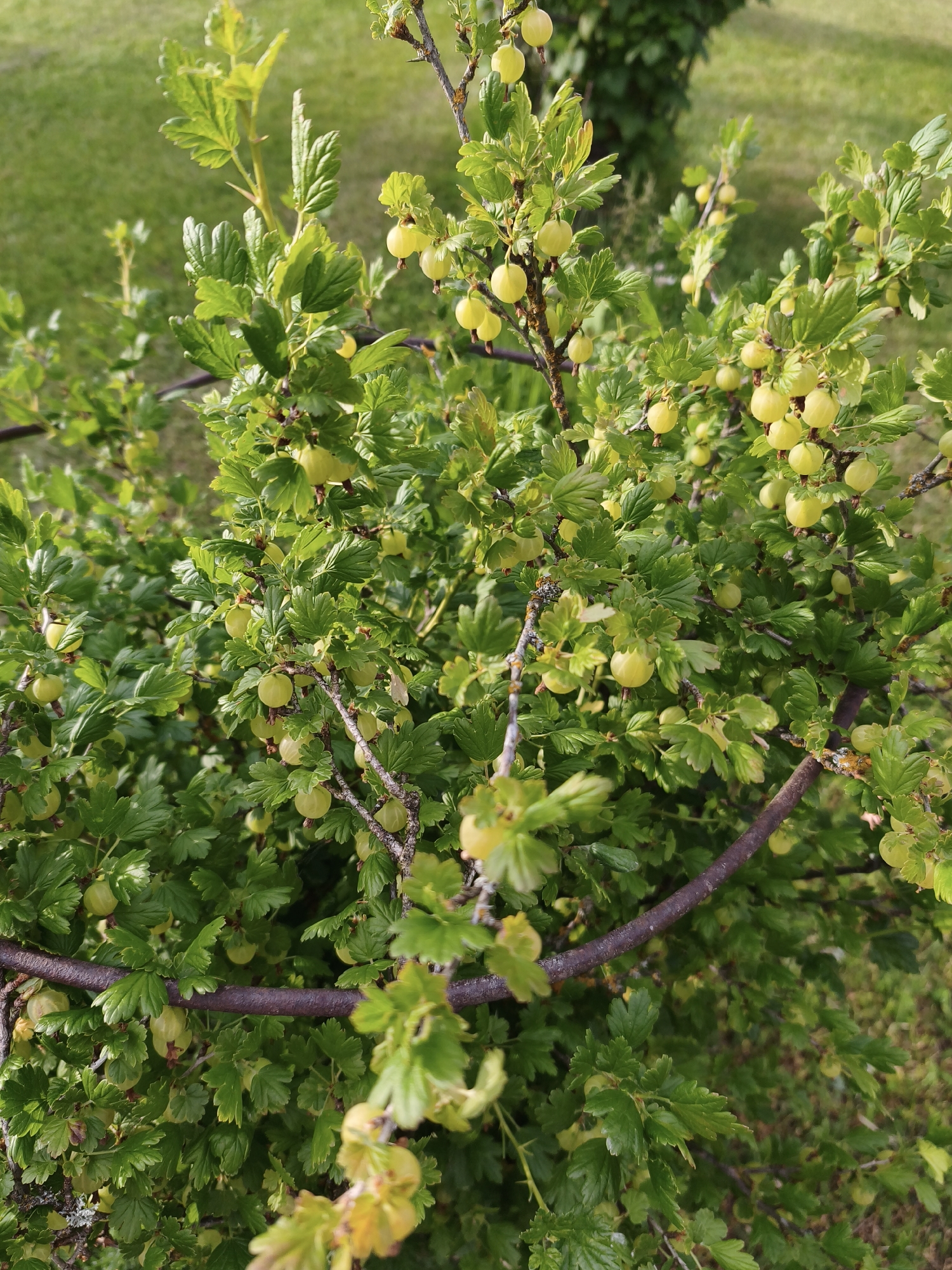 The image shows a close-up of a gooseberry bush in the city of Brodi, Latvia. The bush is laden with unripe, pale green gooseberries and is covered in lush, green leaves. The background is blurred, but appears to be a grassy area with some darker foliage, suggesting an outdoor setting in a garden or park. The lighting suggests it is daytime, possibly late afternoon or early morning due to the direction of the light. There are no people or animals visible in the image. The branches of the bush are visible, some with a darker, rougher texture, and others are thin and covered with leaves and berries. Some of the gooseberries are clustered together, while others hang individually from the stems. The overall impression is one of natural abundance and growth.