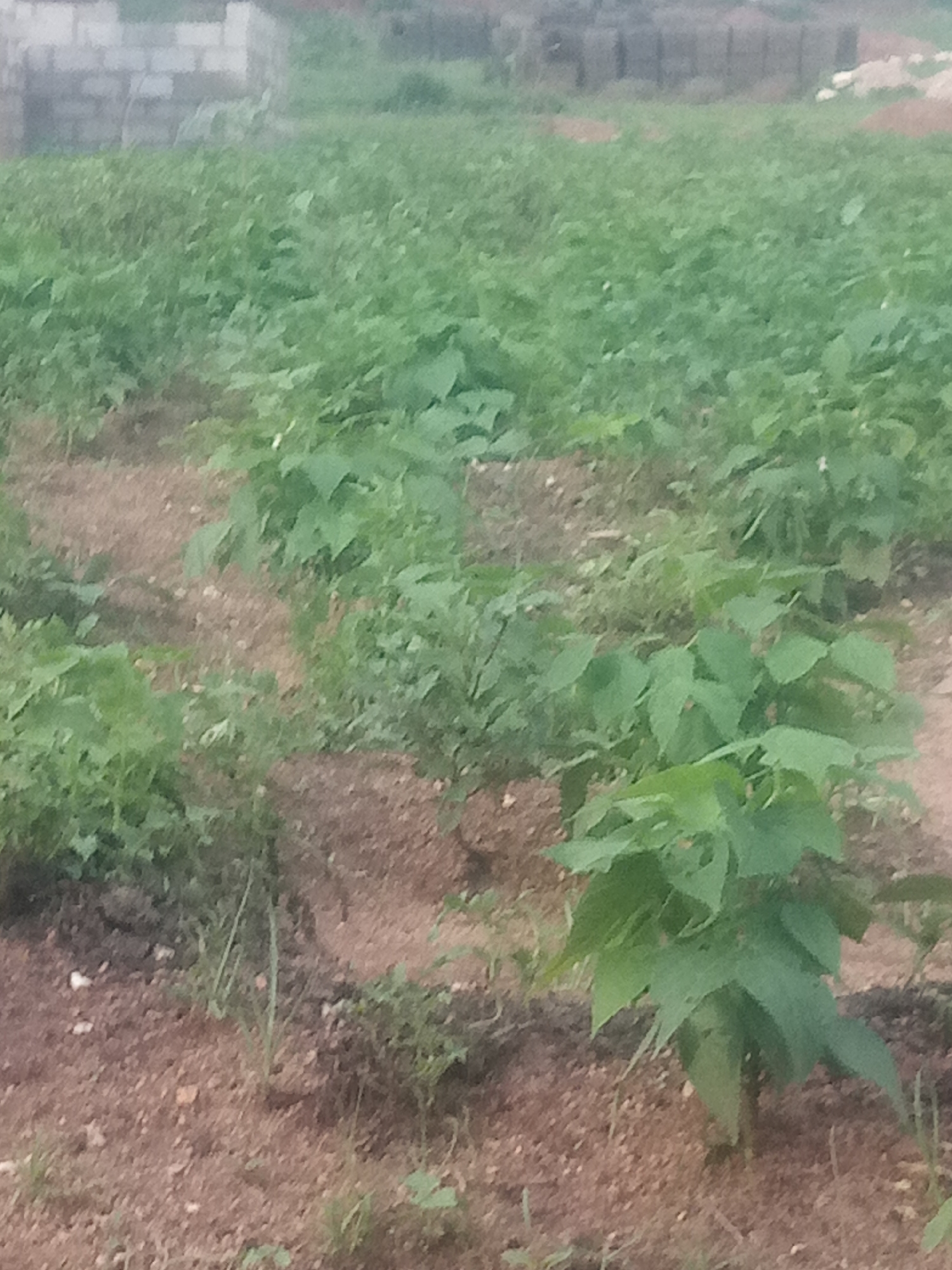 The image depicts an outdoor scene, likely a field or garden, in an unknown urban location. The foreground features rows of green plants with broad leaves growing in reddish-brown soil. Some of these plants are taller and more prominent than others. In the background, out-of-focus structures, possibly buildings or walls constructed from grey bricks or blocks, are visible. The overall environment appears to be a cultivated area, possibly a farm or a community garden, with a muted, natural light. There are no people or animals visible in the frame.
