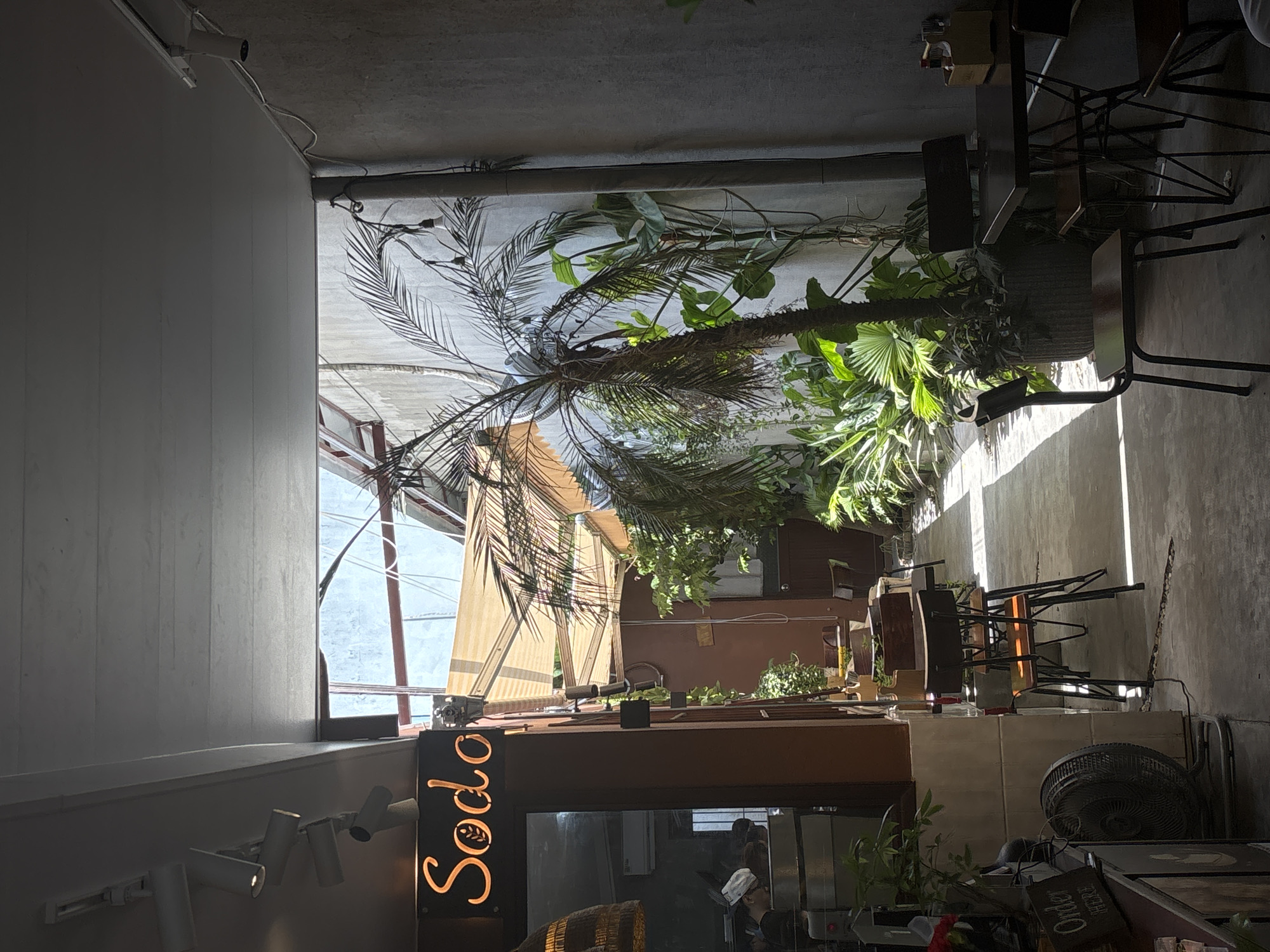 This image captures the interior of a cafe or restaurant, characterized by abundant natural light and tropical greenery. The perspective looks towards a bright, open area, possibly an outdoor patio.
On the left, a light-colored wall is visible, with white track spotlights mounted near its base. Above the wall, on a concrete ceiling, a white security camera is installed, alongside exposed electrical conduits. The ceiling exhibits a raw, industrial concrete finish.
The central and right portions of the scene are dominated by large, lush potted plants, including a prominent palm tree with long fronds. Various other green leafy plants are scattered throughout, contributing to a vibrant, tropical ambiance. Bright sunlight streams in from the upper right, casting strong shadows on the concrete floor and dark, textured walls, indicating a sunny day.
Towards the mid-right, several dark-colored tables and chairs are visible, some stacked, suggesting a customer seating area. A large, dark-colored floor fan stands on the right, and a partially obscured sign reads "Order" followed by an incomplete word, likely "here."
In the lower-center, a glowing orange neon sign spells "Sodo," featuring a leaf design within one of the "o"s. Below this sign, behind a counter, a person wearing a white chef's hat is partially visible, implying food or drink service. Beyond the interior space, through a large opening or window, an awning and the bright daylight can be seen.
The strong natural light, clear shadows, and tropical foliage suggest a warm, sunny daytime setting, consistent with a location like Đà Nẵng, Vietnam. The cafe combines industrial design elements with natural, verdant decor.