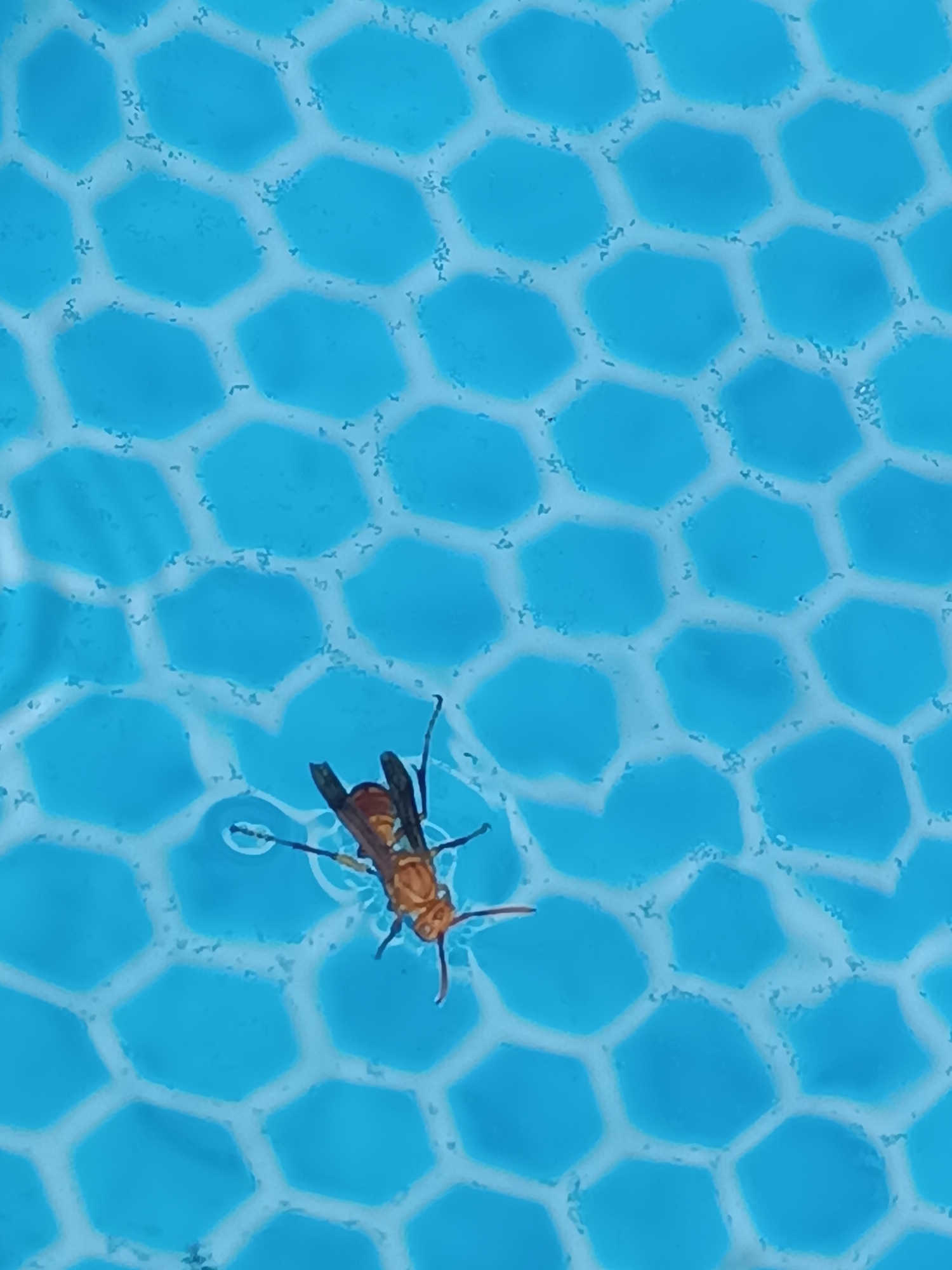 The image shows a close-up, overhead view of a wasp partially submerged in water. The water appears to be in a blue, hexagonal-patterned pool, possibly a child's swimming pool or a decorative water feature. The wasp, predominantly orange and black, is lying on its side, with its legs and wings visible. It is partially immersed in the water, creating a slight ripple around its body. The background consists of the repeating blue hexagonal shapes, suggesting a man-made structure designed to hold water. The scene is devoid of human presence and any specific city landmarks of Myrza-Ake, Kyrgyzstan. The lighting is bright, indicating it is daytime, and the image quality is clear enough to discern the details of the insect.
