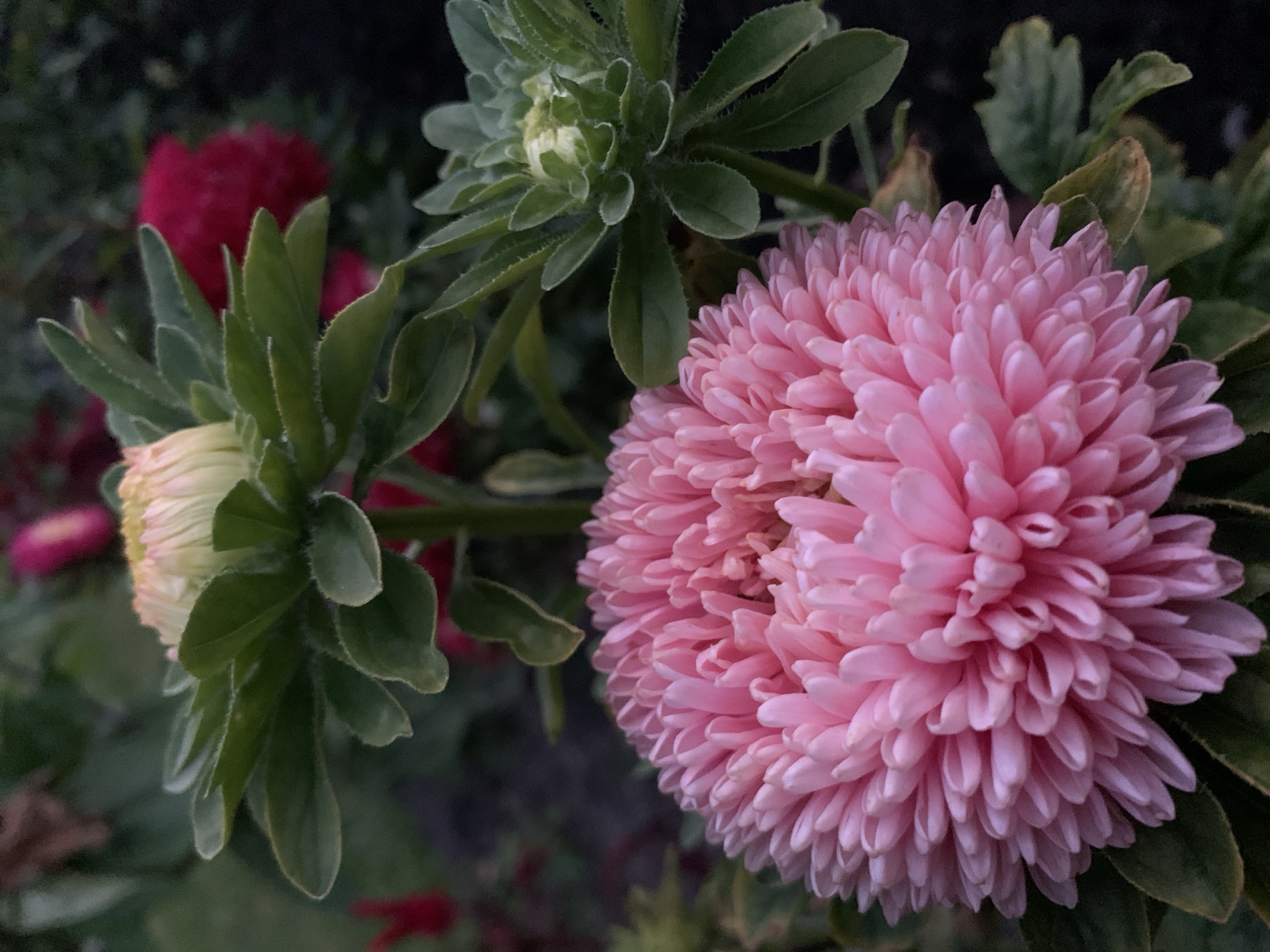 In Kapyĺ, Belarus, a close-up, eye-level shot captures a vibrant pink aster flower in full bloom, its intricate petals fanning outwards in a dense, pom-pom-like formation. The flower dominates the foreground, its texture appearing soft and velvety. To the upper left, another aster bud, partially opened, displays pale yellow and cream petals amidst lush green sepals. To the right, a smaller, tightly closed bud, also green, sits on a stalk. The background is a soft blur of dark green foliage, with hints of deep red flowers, suggesting a garden setting. The lighting is dim, creating a moody atmosphere with subtle shadows that highlight the textures of the petals and leaves. There are no people or animals visible in the frame. The image focuses solely on the botanical details of the aster flowers and their immediate surroundings.