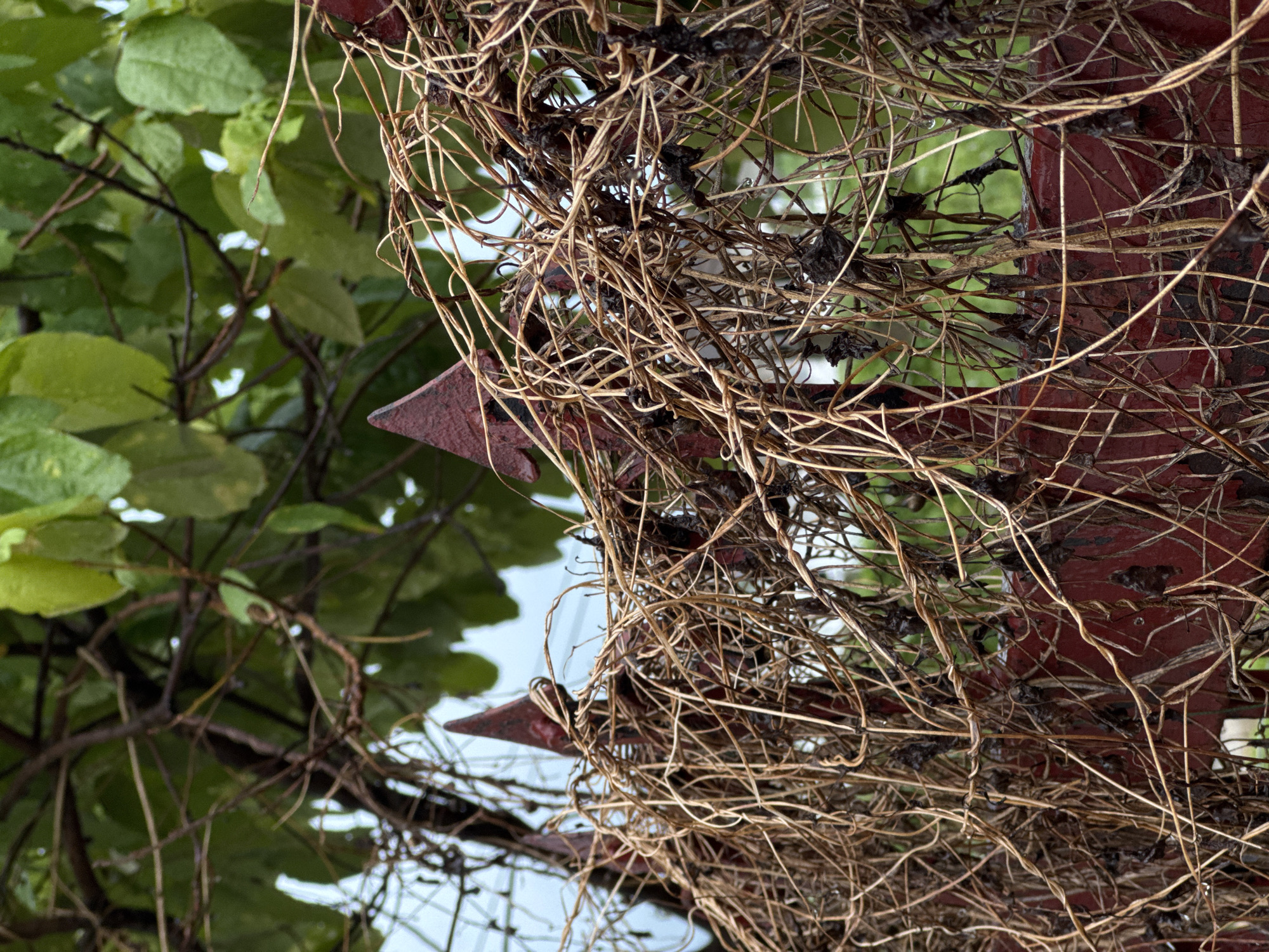 A vertical, medium shot captures a rusted red metal fence with sharp points, heavily overgrown with dried, brown vines and some dead leaves. The vines create a dense, tangled mass in the foreground, obscuring much of the fence. Beyond the fence, lush green leaves from a tree are visible, some with water droplets. The background is a blurred mix of green foliage and a pale sky. This scene is located in Rawai, Thailand.