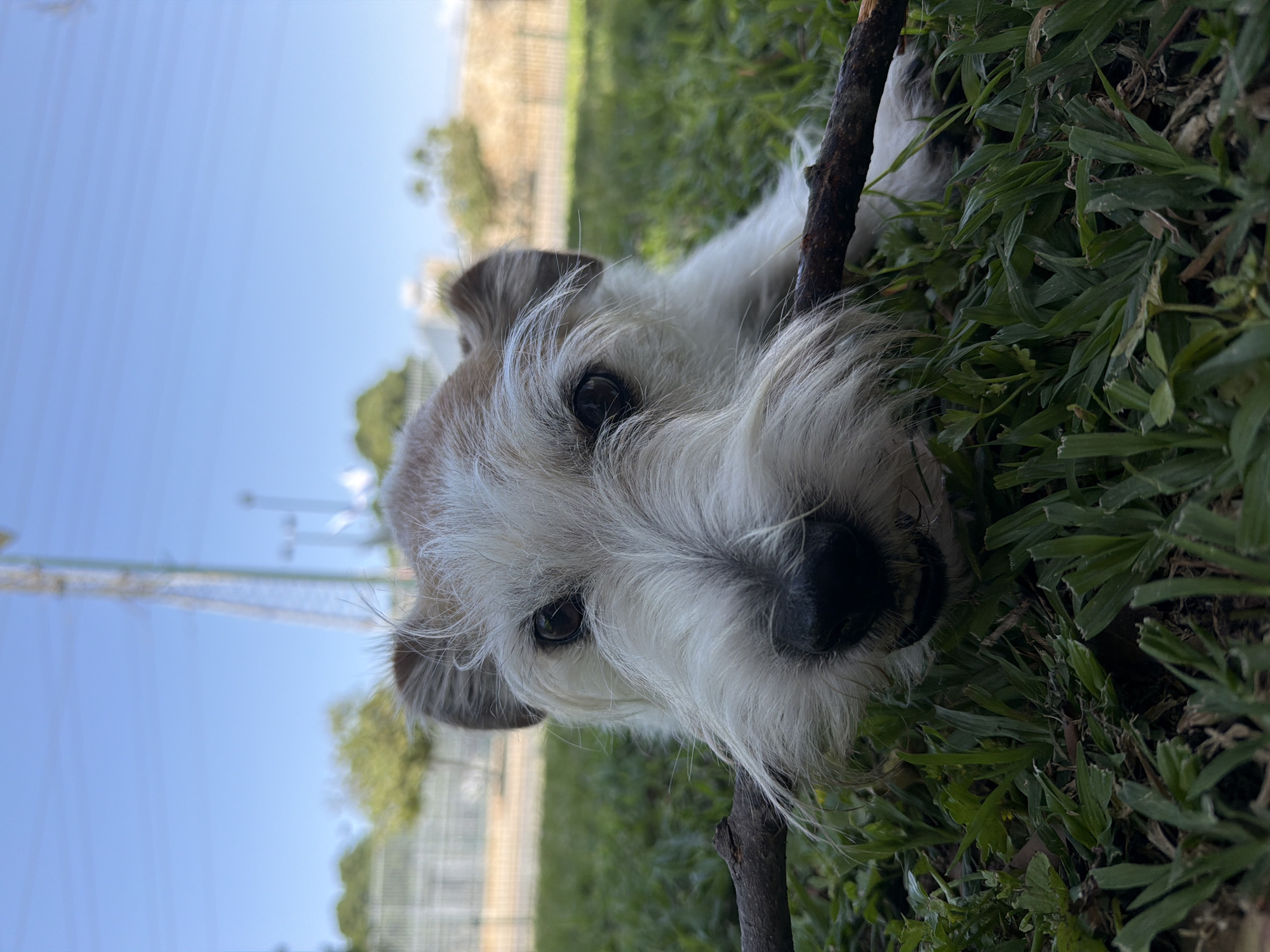A medium-sized, predominantly white dog with brown-tipped ears, lying in green grass, holding a brown stick in its mouth. The dog's head is close to the camera, and its dark eyes are visible. In the background, out of focus, is a park area with trees, a fence, and tall light poles. The sky is light blue and partially visible. The location appears to be a park in Tel Aviv, Israel.