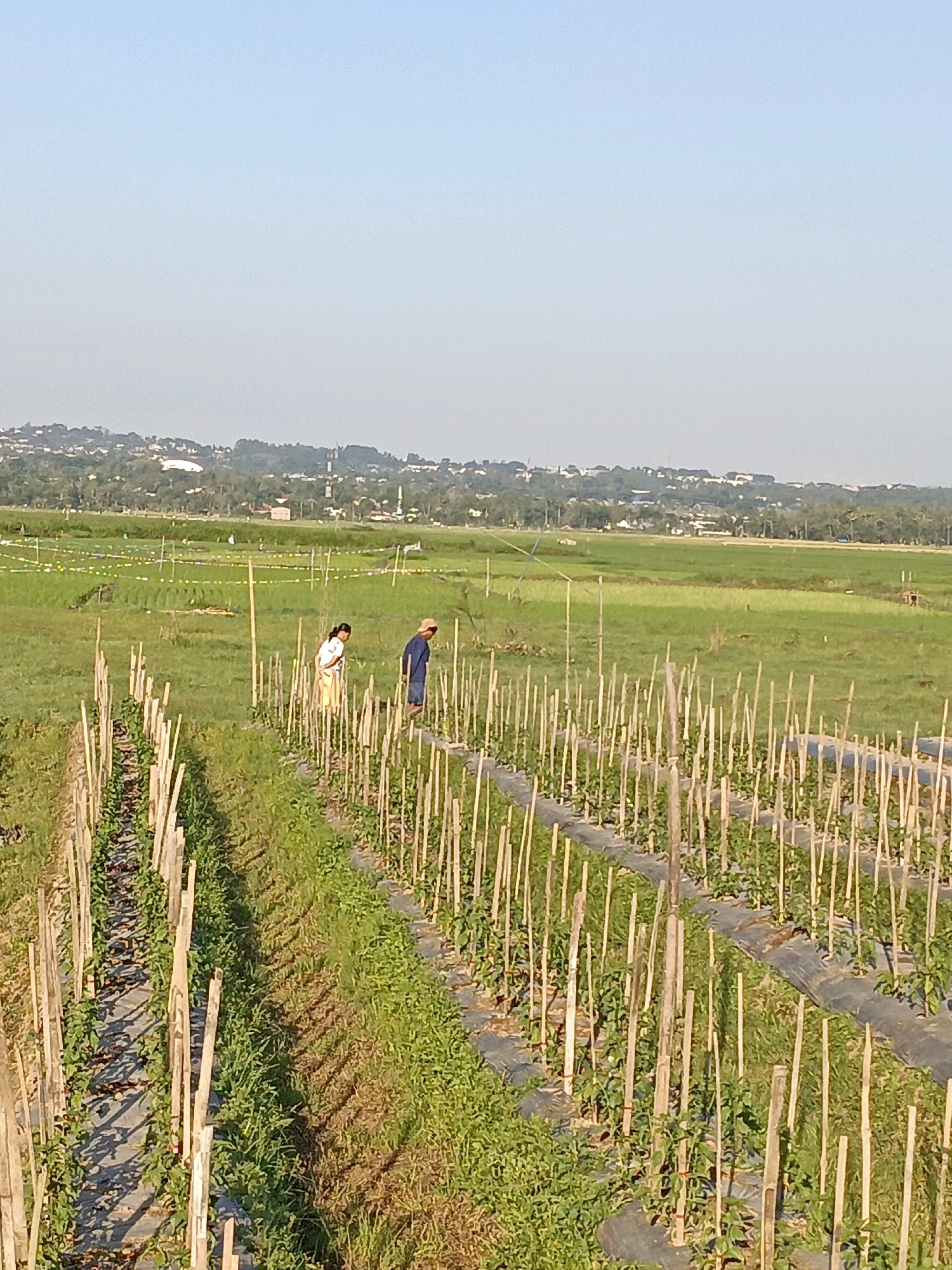 In the city of Rowosari, Indonesia, on a clear day, two individuals are seen tending to a field of crops. The field is lined with bamboo stakes, supporting young plants that are covered by black plastic mulch. Beyond the cultivated rows, the landscape transitions into expansive green fields, indicative of agricultural land. In the distance, a settlement with buildings and trees is visible, nestled against a backdrop of rolling hills under a pale blue sky. The scene captures a rural agricultural setting.