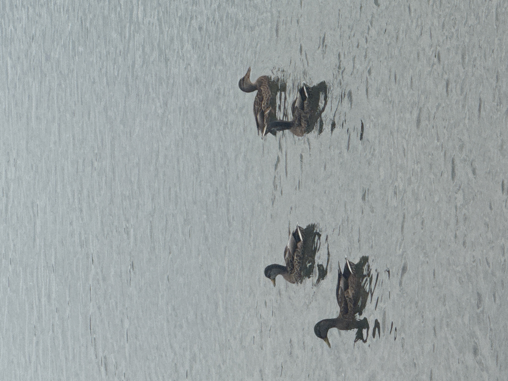 A group of four mallard ducks swims in a body of water. The water is calm with a slight ripple. The ducks are positioned in a diagonal line from the bottom left to the upper right of the frame. Two ducks are closer to the foreground, one on the left and one slightly behind and to the right of it. The other two ducks are further back, with one to the right of the second duck and the last one further up and to the right. The ducks appear to be swimming in the same direction. The lighting is overcast, casting a muted tone over the scene. The image does not provide any specific landmarks or context to place it within Irkutsk, Russia.