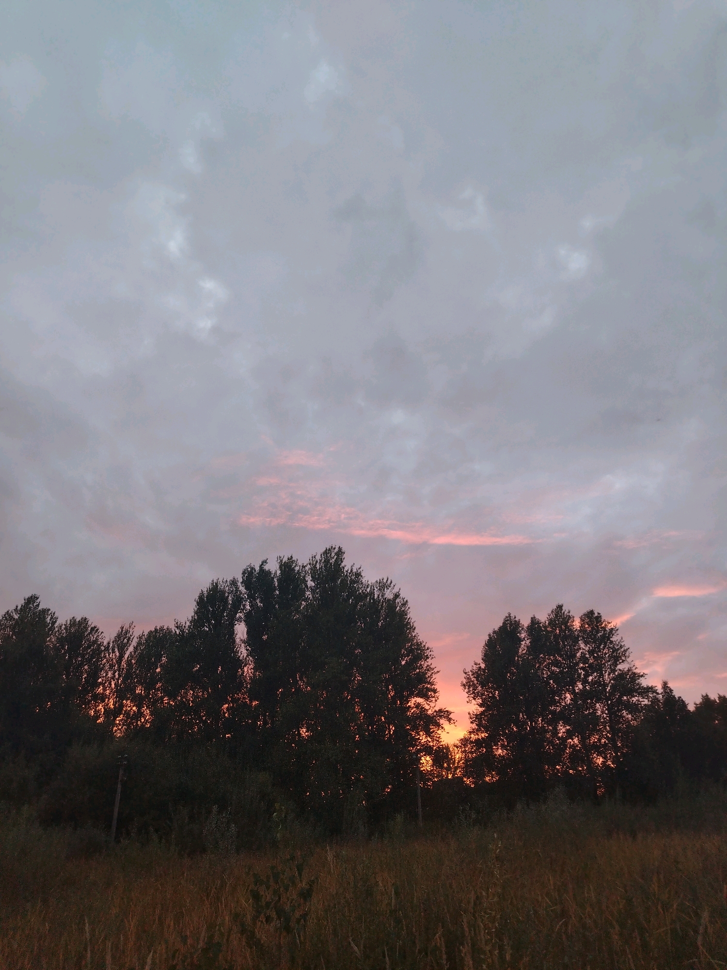 This is a horizontal, medium-shot, eye-level photograph of a sunset over a natural landscape. The sky is filled with a mix of gray clouds and streaks of soft pink and orange hues, indicative of the setting sun. The upper portion of the image is dominated by the sky, while the lower portion features a dense line of dark green trees silhouetted against the sunset. The trees vary in height and density, forming a natural barrier. In the foreground, there is a field of dry, brown grass and vegetation, appearing somewhat overgrown. The overall lighting suggests dusk. The photograph was taken in Yaroslavl, Russia.