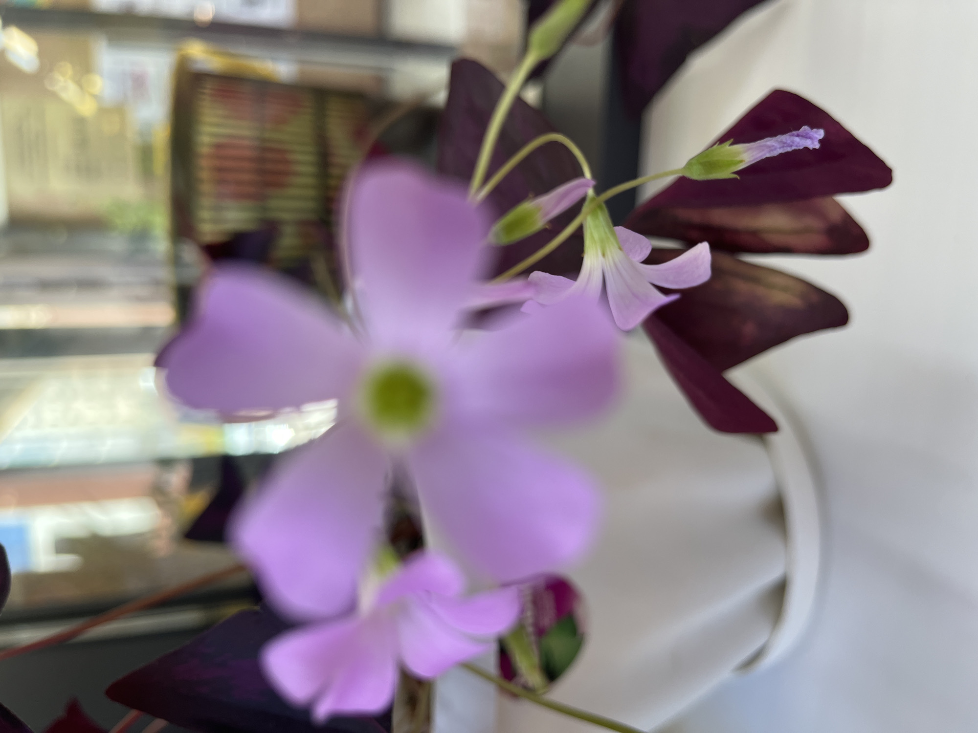 This is a close-up, shallow depth of field photograph of a potted plant with purple, heart-shaped leaves and pale purple flowers. The plant is in a white ceramic pot. In the blurred background, there appears to be a window with reflections of indoor lighting and possibly some objects or furniture, suggesting an indoor setting. No specific location in Astana, Kazakhstan can be determined from this image.