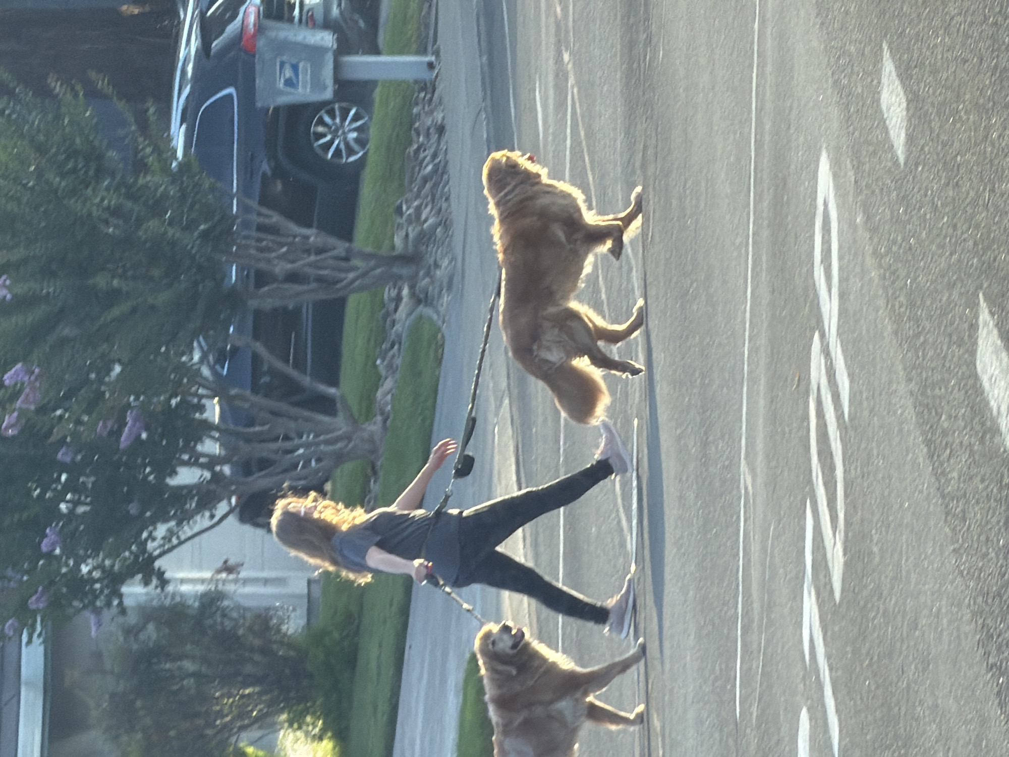 A person with long, wavy brown hair is walking two golden retriever dogs on leashes across a paved road with white lane markings in Elk Grove, United States of America. The person is wearing a dark t-shirt and dark leggings. The dogs are walking side-by-side, with the dog on the left slightly ahead of the dog on the right. In the background, there is a dark SUV parked on the side of the road, a mailbox, trees with small purple flowers, and a residential building. The lighting suggests it is late afternoon or early evening, with the sun casting a warm glow.