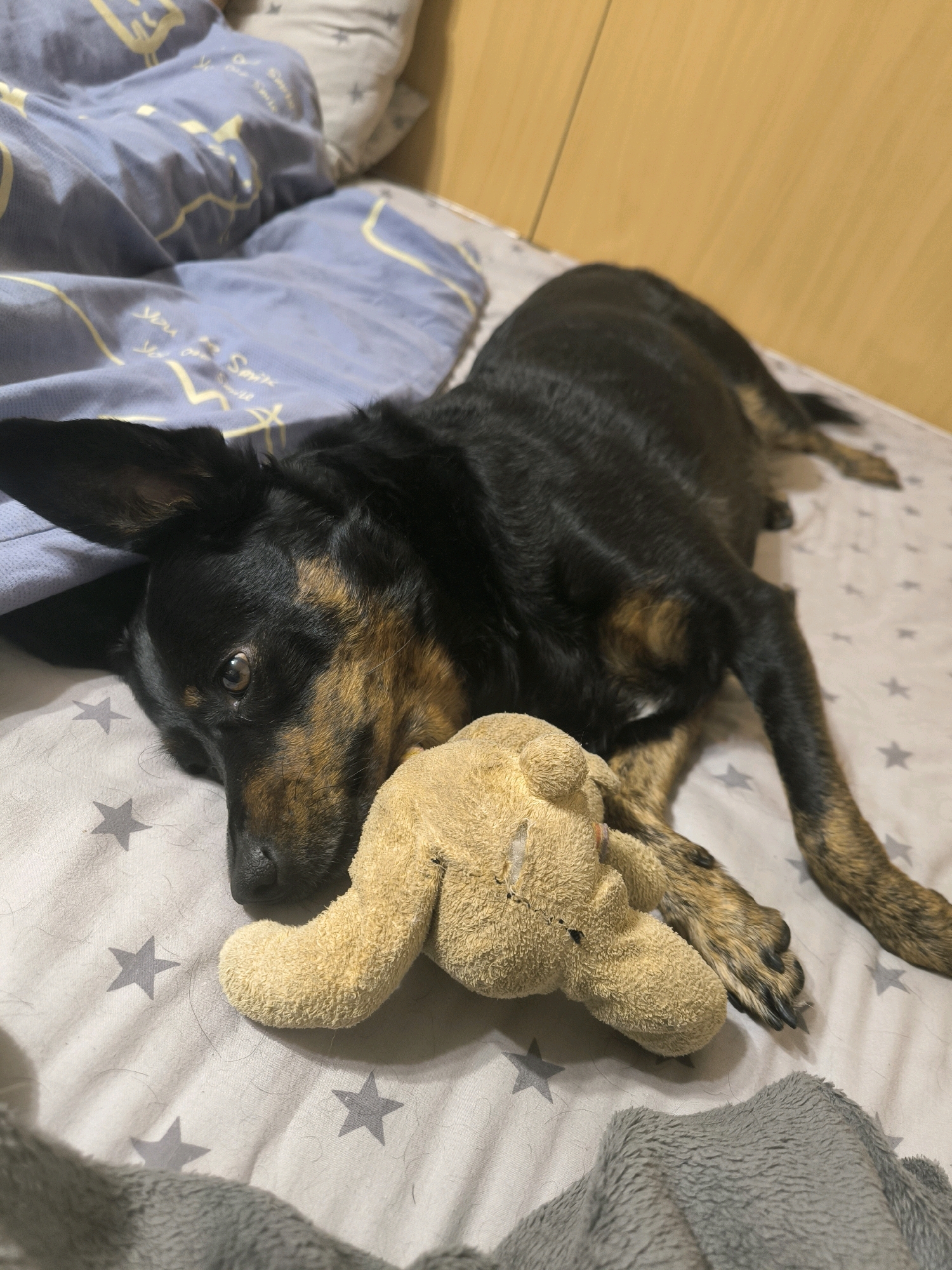 A medium-sized dog with black and tan fur is lying on a bed with a plush toy. The dog is resting its head on the toy, which appears to be a light brown stuffed animal, possibly a rabbit. The bed has a grey sheet with a pattern of white stars. In the background, there are blue and white patterned pillows and a light-colored wall. The image is taken from a slightly elevated angle, focusing on the dog and its immediate surroundings. The location in the city of Mykolaiv, Ukraine, is not discernible from the image.