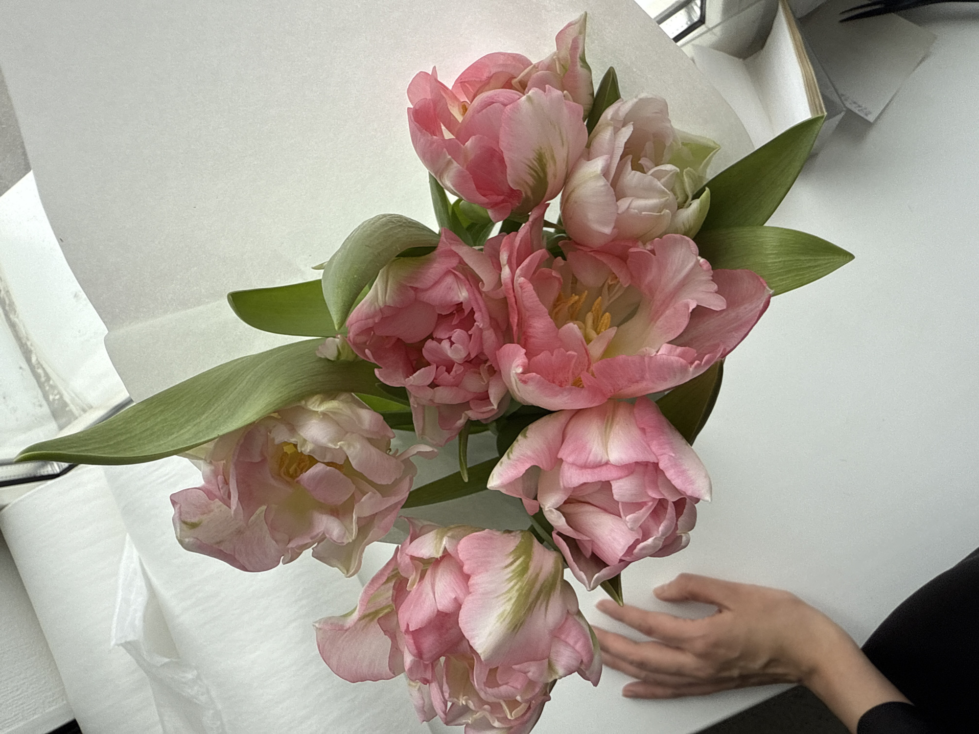 The image shows a bouquet of pink and white tulips arranged in a vase, placed on a white surface next to a pair of hands. The tulips are in full bloom, with several layers of petals. Green leaves are interspersed among the flowers. The hands are pale and slender, with long fingers, resting on the table. The background is blurred, but suggests a room with white surfaces and a window. The image appears to have been taken indoors, possibly near a window. There is no indication in the image that the location is Chaikovsky, Russia.
