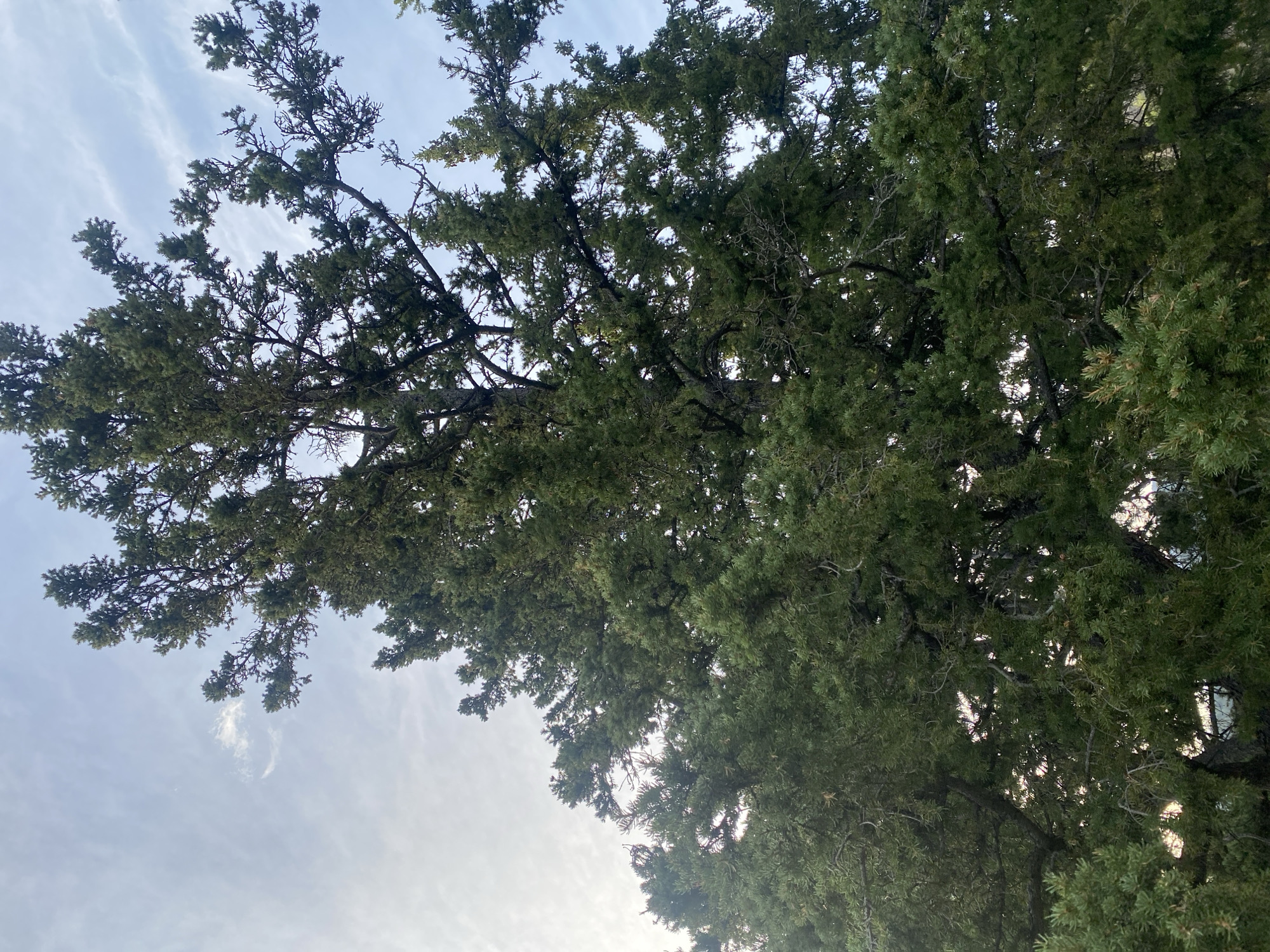 The image is a low-angle shot looking up at the dense branches and foliage of a large evergreen tree, likely a juniper or pine, against a pale, overcast sky. The tree dominates the frame, with its dark green needles and gnarled branches filling most of the view. Hints of sunlight can be seen filtering through the gaps in the foliage, creating bright spots. There is a small, wispy cloud in the upper left quadrant of the sky. No people or specific landmarks of Şyñğystai, Kazakhstan are visible in this image, suggesting it might be a natural area or a residential yard within the city.