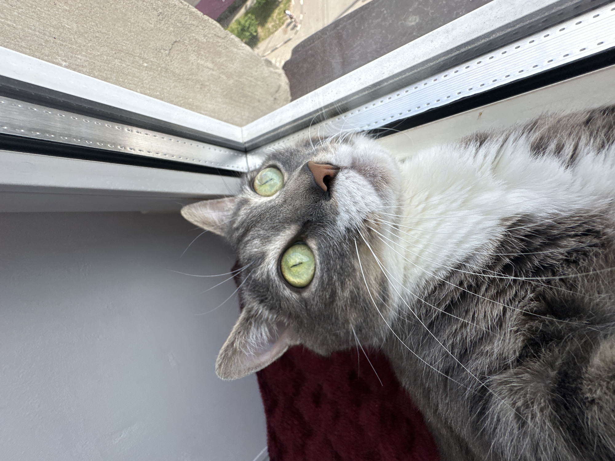 The image presents a close-up, high-angle view of a domestic cat positioned indoors next to a window. The cat has a striking appearance with bright green eyes featuring vertical pupils, a pinkish-brown nose, and numerous long, white whiskers. Its fur is a combination of grey tabby patterns and white, particularly prominent on its chest, chin, and muzzle. The cat's head is tilted upwards and to the left, looking directly towards the camera, suggesting curiosity or contentment.
The cat appears to be resting on a dark red or maroon textured surface, possibly a blanket or cat bed, which contrasts with a white surface beneath it, likely a window sill. Adjacent to the cat's head is a window with a modern grey or silver frame. The window glass reflects a blurred outdoor scene, revealing elements such as concrete, what appears to be a distant road or building, and some faint greenery, indicating bright daylight conditions. The window frame also features a visible track with a series of small, uniform indentations. No visible text is present in the image.