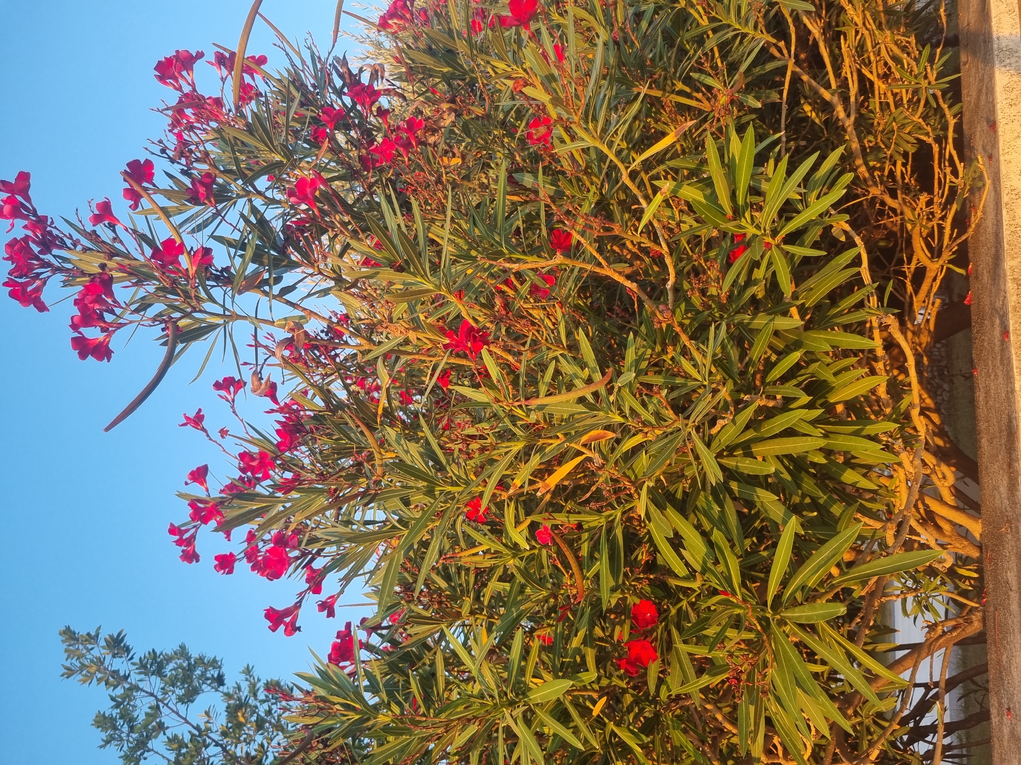 The image depicts a vibrant oleander bush in bloom, with numerous bright red flowers and long, narrow green leaves. The bush is dense and bushy, with a network of brown branches visible throughout. Sunlight is illuminating the scene, casting warm golden hues on the foliage and branches, suggesting it is either early morning or late afternoon. In the background, a clear blue sky dominates the upper portion of the image. To the left of the oleander, a portion of another tree with smaller green leaves is visible. Below the bush, a glimpse of what appears to be water and a faint structure, possibly a wall or barrier, can be seen. The setting is likely outdoors, and given the presence of oleander, a plant that thrives in Mediterranean climates, it is plausible that this image was taken in the coastal region of Bar, Montenegro, where such vegetation is common. There are no people or animals present in the frame.
