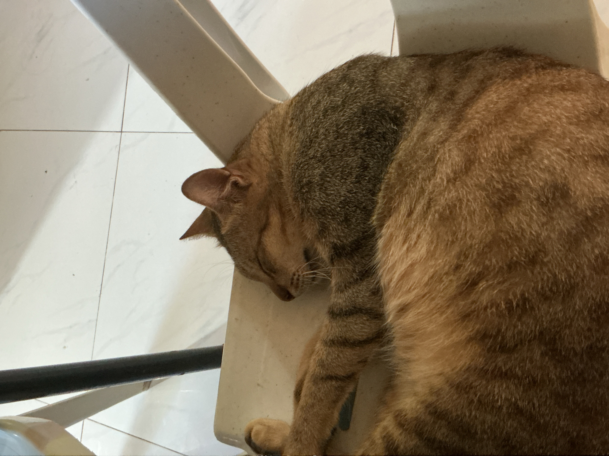 A ginger-striped domestic cat is asleep on a beige plastic chair in what appears to be a residential setting. The cat is curled up on its side, with its eyes closed and one paw extended forward. The cat's fur exhibits a pattern of darker stripes against a lighter ginger base. The chair is positioned on a tiled floor, which is white with subtle grey veining. A dark metal pole, part of what could be a table or another piece of furniture, is visible to the left of the frame, and a portion of another beige plastic chair is to the right. The lighting suggests an indoor environment, possibly during daylight hours. The scene is devoid of human presence. This image was captured in Davao City, Philippines.