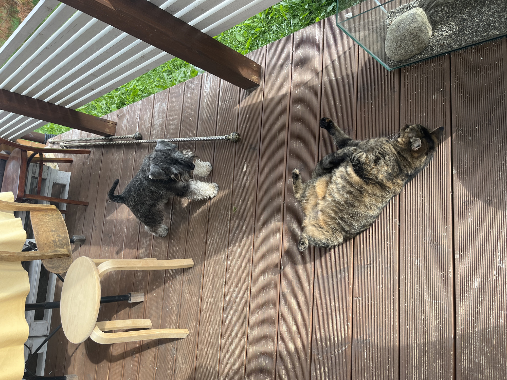 A domestic shorthair cat, with a tabby and black coat, is lying on its back on a wooden deck. A miniature schnauzer, black and gray in color, stands a few feet away. The deck is made of brown wooden planks, with sunlight casting shadows. A light-colored wooden stool is to the left of the frame, and a portion of a yellow tablecloth is visible in the upper left corner. A glass enclosure containing gravel and a rock is situated to the right of the cat. The scene is outdoors, possibly a patio or balcony, with green grass visible in the background and a white-railed structure on the right. The location is specified as Vladimirovka, Russia.