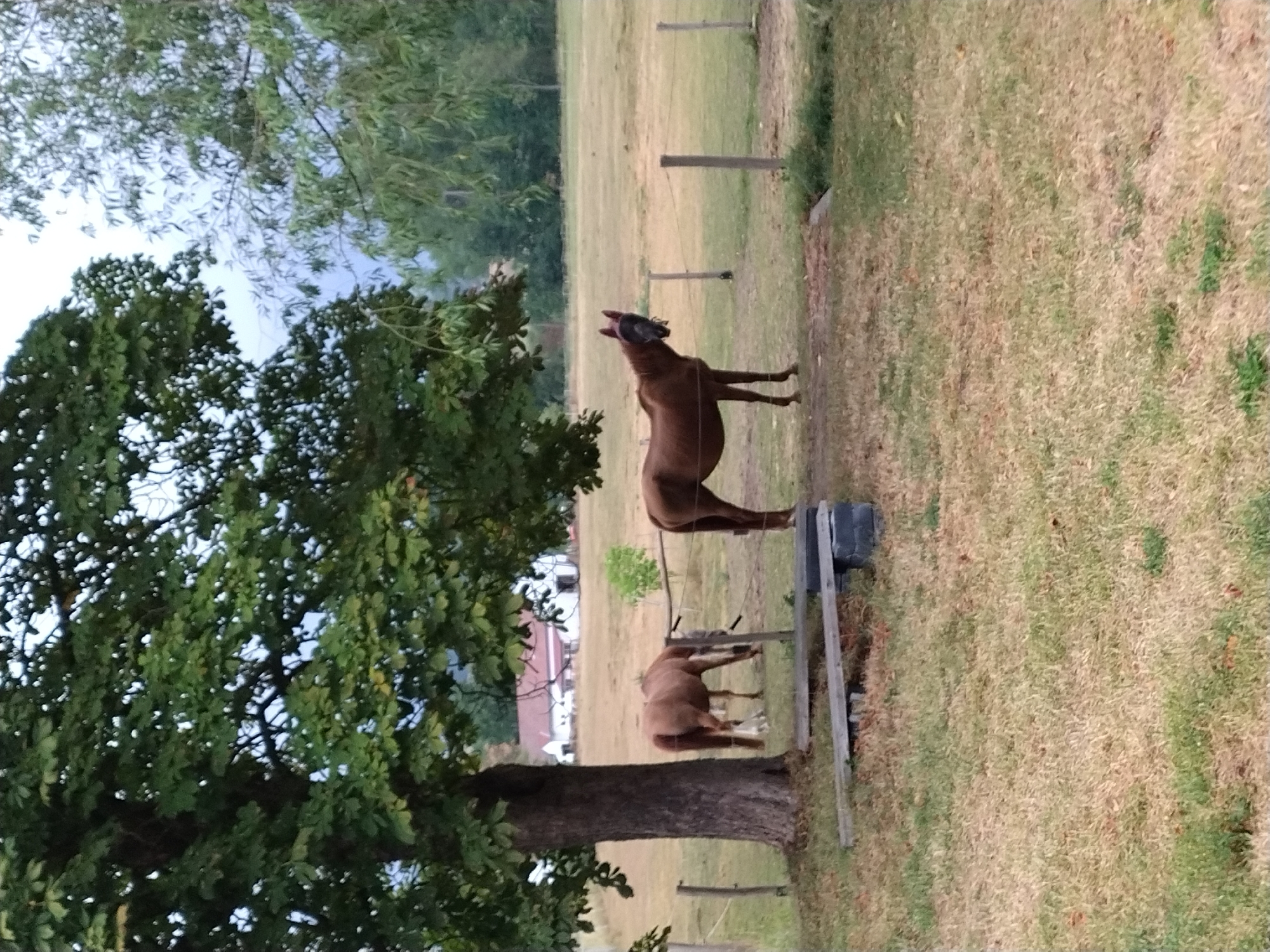 The image shows a pastoral scene featuring two horses in an open field in Dobev, Czechia. A large tree with green leaves is on the left, casting shade over a portion of the field. In the middle ground, a brown horse is standing and facing the camera, wearing a dark fly mask over its eyes. Further in the background, another brown horse is grazing. Beyond the field, there are some buildings with red roofs and a line of trees. The ground is covered with dry grass, and a wooden fence runs across the middle of the scene. The sky is overcast.