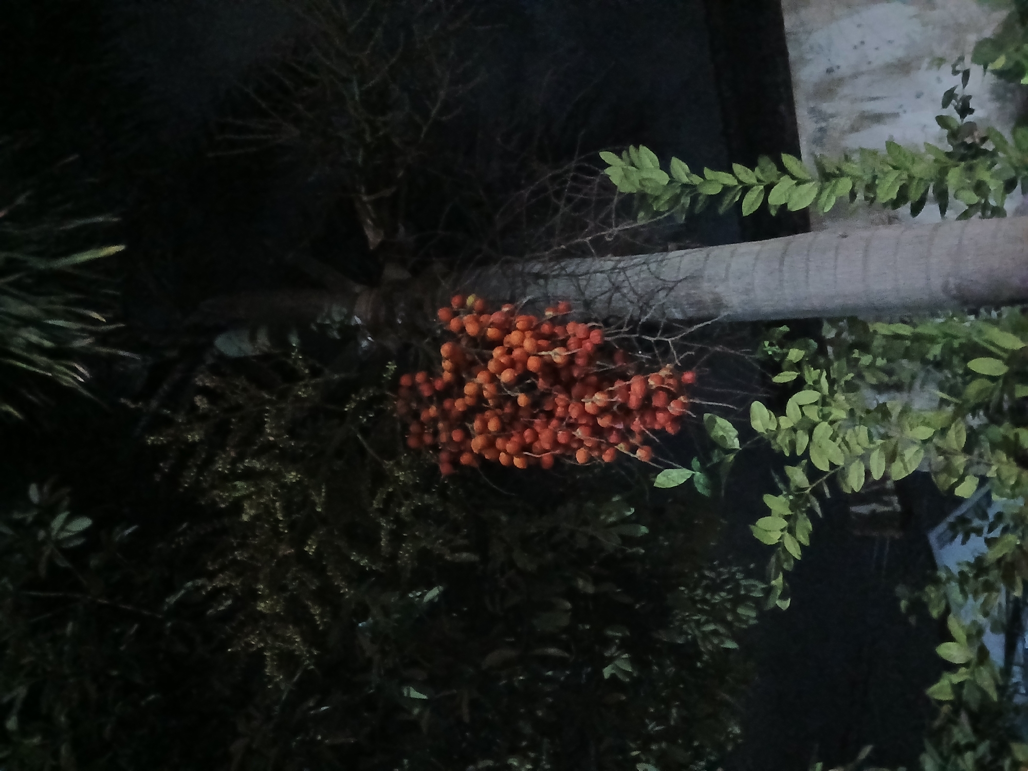 The image shows a cluster of reddish-orange fruits hanging from a palm tree at night. The background is dark, with some faint outlines of foliage and a textured wall. The scene appears to be outdoors in a semi-urban or residential area, possibly in Tenggarang, Indonesia, given the context. There are no people or animals visible in the image. The lighting suggests artificial illumination, as the surroundings are dimly lit and the fruits are illuminated, creating a sense of depth and texture.
