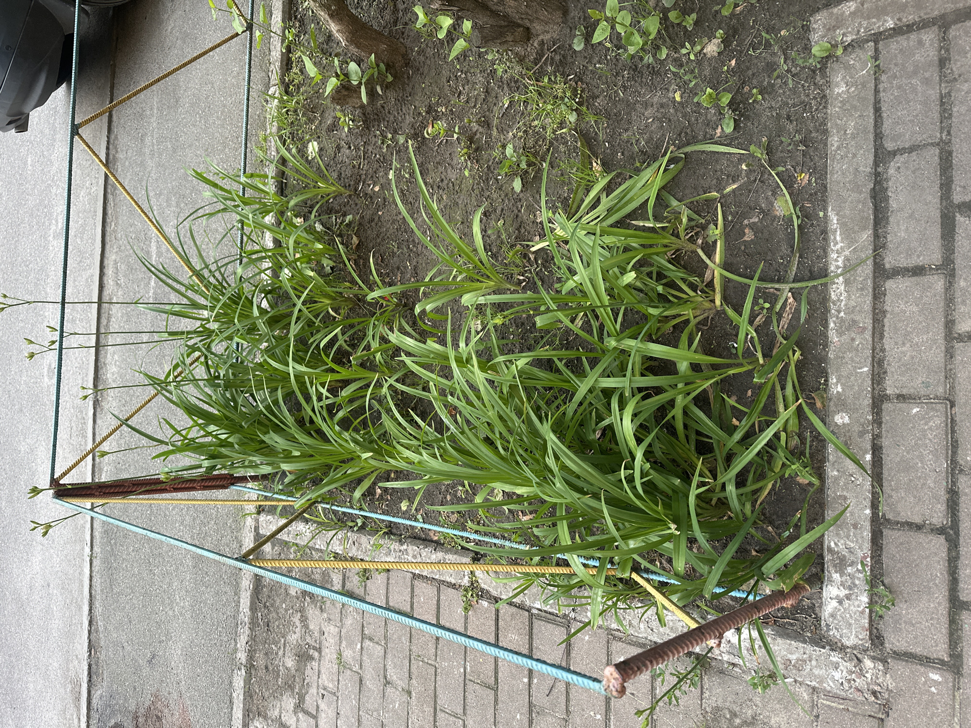The image shows a small garden bed with green, leafy plants, possibly daylilies, enclosed by a makeshift fence constructed from rusty rebar stakes and colored ropes (blue and yellow). The garden bed is situated next to a paved sidewalk made of grey bricks and a grey asphalt surface, suggesting an urban environment. In the background, a portion of a dark-colored car is visible, along with more asphalt. The scene appears to be outdoors in a public space within the city of Kyiv, Ukraine. There are no people present. The overall impression is one of urban greenery, possibly a small attempt at beautification in a city setting.