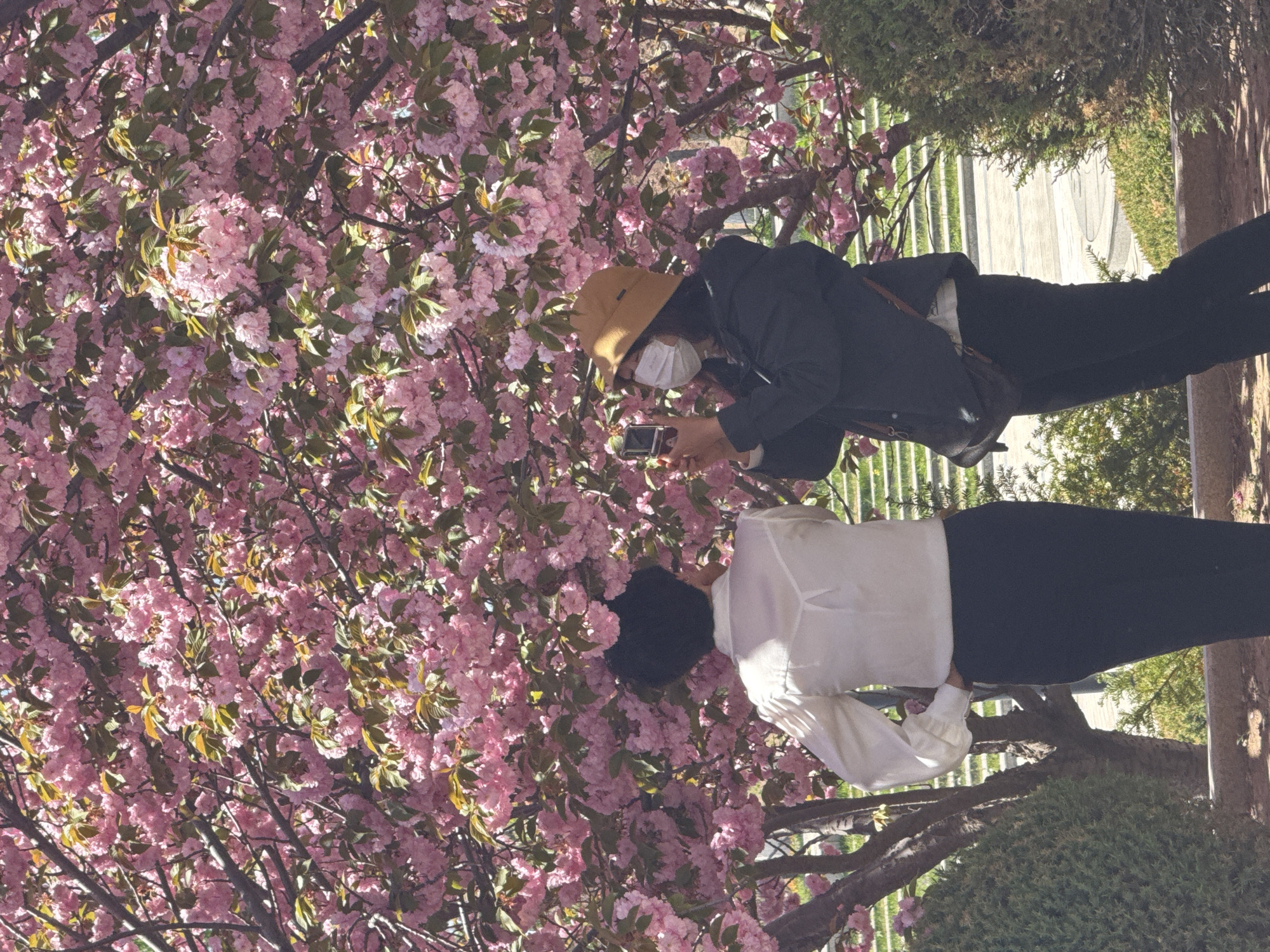 A vibrant outdoor scene captures two individuals enjoying a profusely blooming tree covered in countless pink blossoms on a sunny spring day. On the left side of the frame, a person wearing a mustard yellow bucket hat, a dark jacket, dark trousers, and a white face mask is actively engaged in photographing the flowers with a smartphone or small camera. To their right, another individual, dressed in a white long-sleeved shirt and dark trousers, stands observing the beautiful floral display.
The dense pink flowers and green leaves of the tree dominate a significant portion of the image, showcasing the beauty of the blossoming season. In the background, additional green foliage from shrubs and trees, along with tree trunks, a white fence, and a light-colored paved area, suggests a park or garden setting. The bright sunlight illuminates the scene, creating clear highlights and enhancing the delicate colors of the blossoms. There is no visible text in the image. The overall impression is one of peaceful appreciation for nature's beauty.
