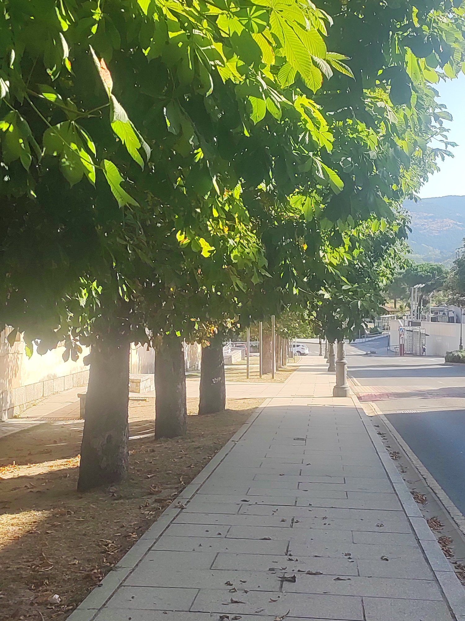 A sun-drenched sidewalk runs alongside a row of trees with large, green leaves, casting dappled shadows on the paved path. The trees are planted in a line, with their trunks visible and a wall of light-colored stone on the left side of the frame. Beyond the trees, a street is visible with a few buildings and a bus stop shelter. In the distance, hills and mountains form the backdrop under a clear blue sky. The scene appears to be a quiet urban or suburban street in San Ildefonso, Spain, likely during the daytime, given the bright sunlight. There are no people visible in the image.