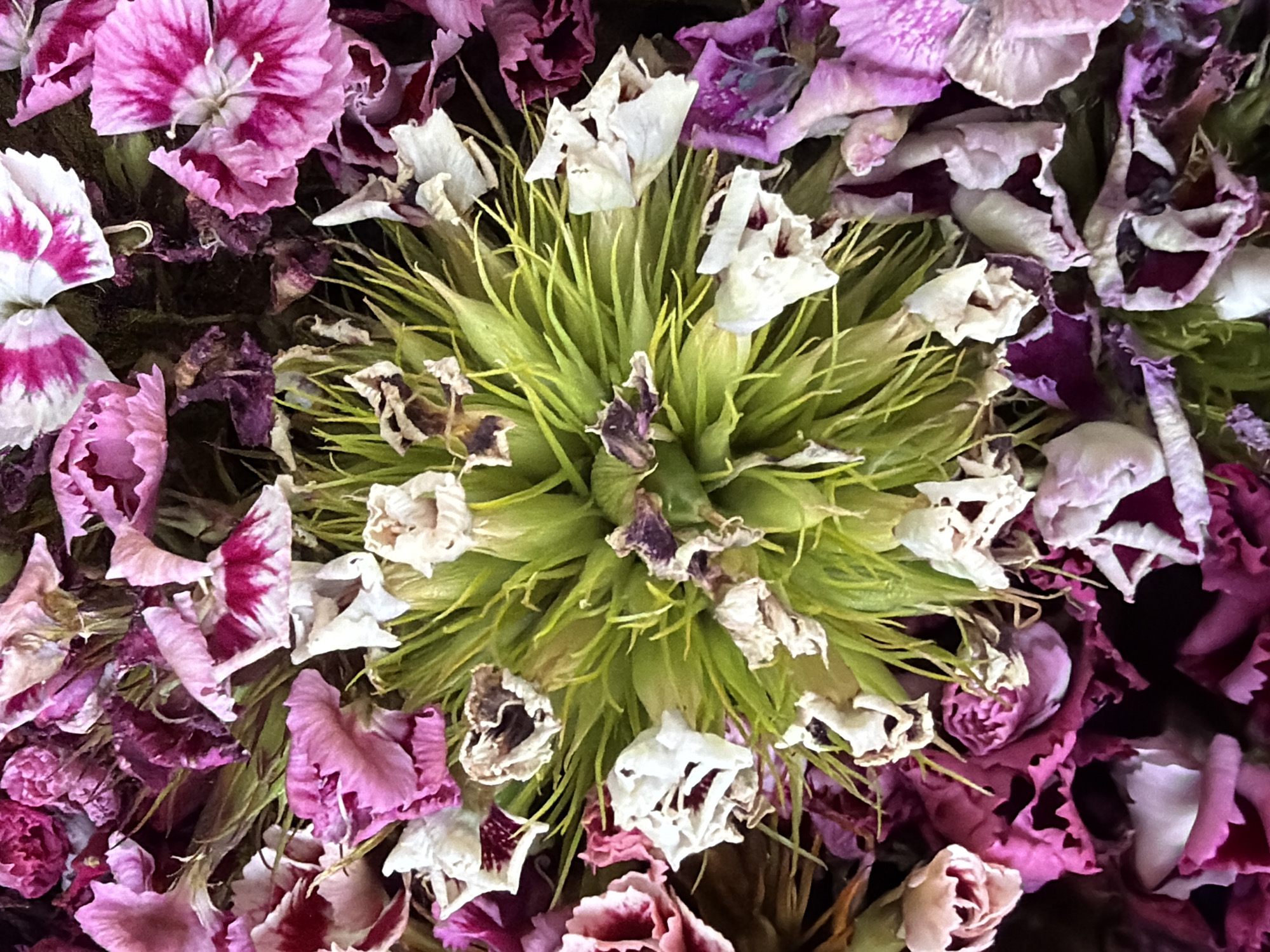 The image is a close-up, overhead shot of a bouquet of flowers. The central focus is a cluster of green, spiky seed pods surrounded by dried and wilting petals of various shades of pink, white, and deep purple. Some of the petals are fringed, while others are more rounded. The overall impression is of a collection of flowers that have passed their prime, with the green seed heads suggesting the next stage of their life cycle. The image does not provide any information about the location within Kyiv, Ukraine, or any specific context related to people, actions, or interactions. It is a still life of flowers.