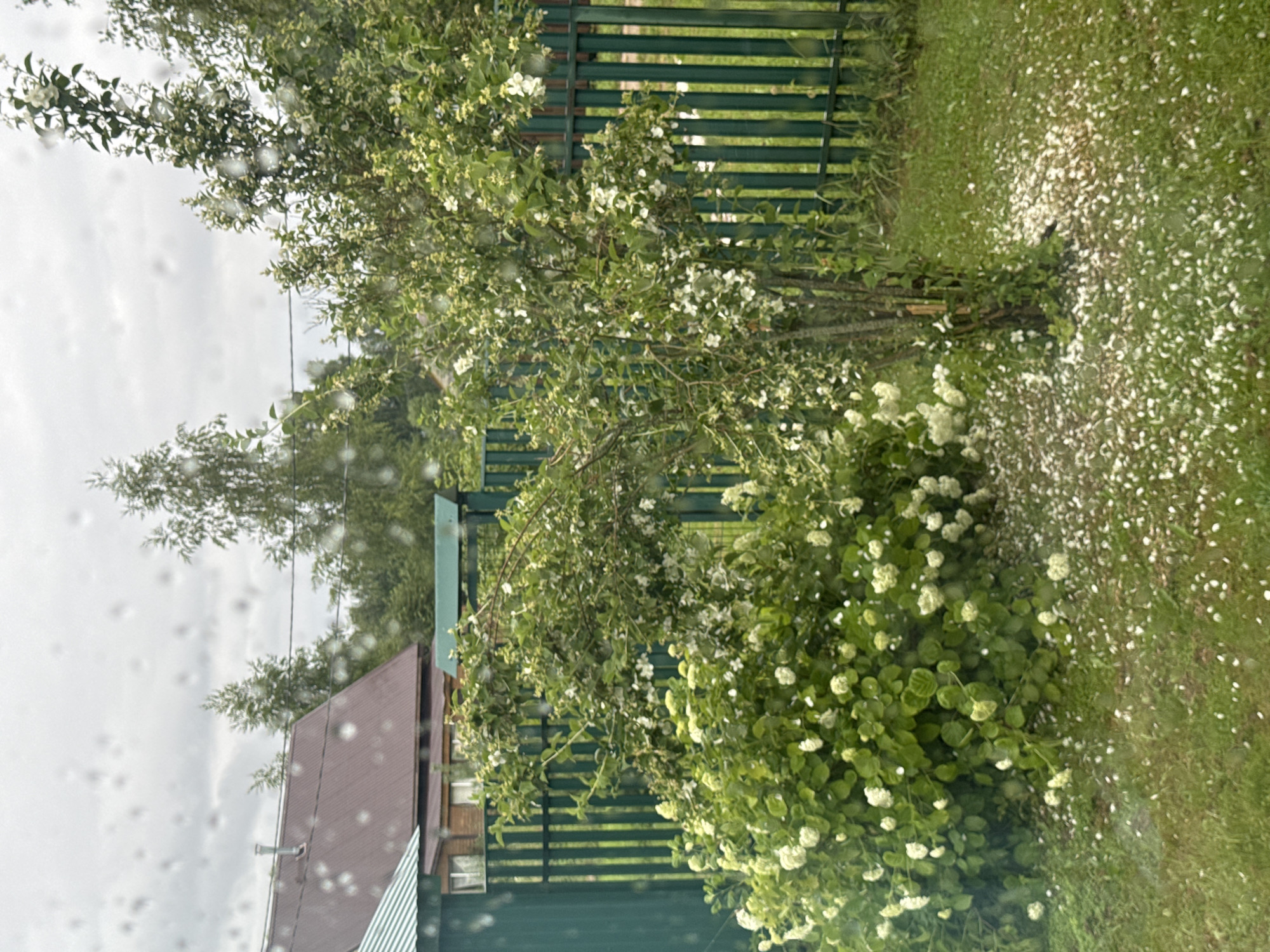 The image shows a close-up view of a garden with a green metal fence in the background. A large, leafy bush with white flowers is in the foreground, to the left. To the right of the bush is a smaller tree with white flowers, its trunk visible. White petals are scattered on the green grass around the base of the bush and the tree. The sky is overcast and gray, with visible raindrops on the surface from which the photo was taken. In the background, a brown-roofed house with a visible chimney and green trim is partially obscured by trees. The scene appears to be a residential area in the village of Krasnoye, Russia, possibly during a light shower.