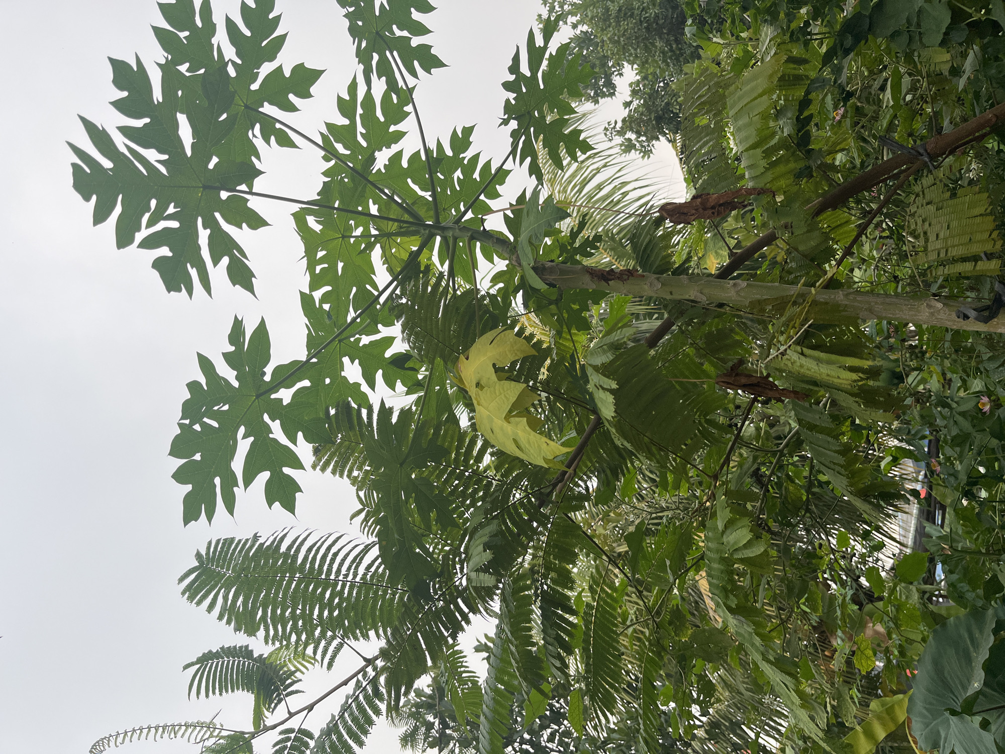 The image captures a view of lush green foliage in Meliau Hulu, Indonesia, under an overcast sky. In the foreground, a papaya tree stands prominently with its distinctive palmate leaves. To the left of the papaya tree, a feathery-leafed tree, possibly a mimosa or fern, adds textural contrast with its fine, compound leaves. The surrounding vegetation is dense, with a variety of broad and narrow leaves visible, suggesting a tropical environment. A few dried, brown seed pods hang from the branches of the papaya tree. In the background, glimpses of other trees and possibly distant structures can be seen through the foliage. The overall impression is one of abundant plant life in a natural or semi-natural setting.
