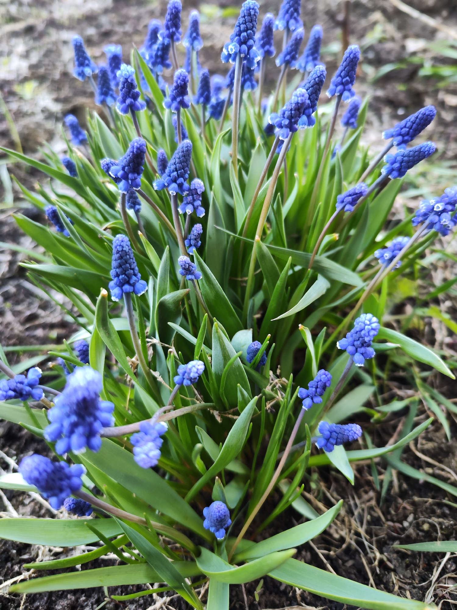 This media file presents a close-up, eye-level view of a cluster of vibrant blue Muscari flowers, commonly known as grape hyacinths, blooming outdoors. The main subjects are the numerous flower spikes, each densely packed with small, bell-shaped, deep blue florets, rising above a bed of long, slender, bright green leaves.
Small water droplets are visible on some of the blue flowerheads and green foliage, suggesting either recent rain or morning dew. The background is softly blurred, showing dark brown earth and patches of dry grass or plant debris, indicating a natural garden setting. The lighting is even and natural, consistent with daytime, without harsh shadows.
There is no specific activity depicted other than the natural growth and blooming of the plants. The image conveys a sense of spring and fresh botanical beauty. No people or visible text are present in the image. The location context provided is Chaikovsky, Russia.