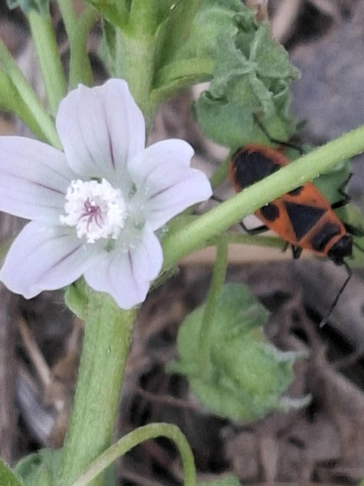 The image shows a close-up of a pale purple flower with delicate veins on its petals. In the background, on a green stem, is a bright orange and black insect with a triangular pattern on its back. The insect appears to be a shield bug or a similar type of beetle. The surrounding environment is slightly out of focus, suggesting a natural setting with dry soil and some green foliage. The image is taken outdoors, possibly in a garden or natural park. The exact location within Almaty, Kazakhstan, cannot be determined from the image alone.