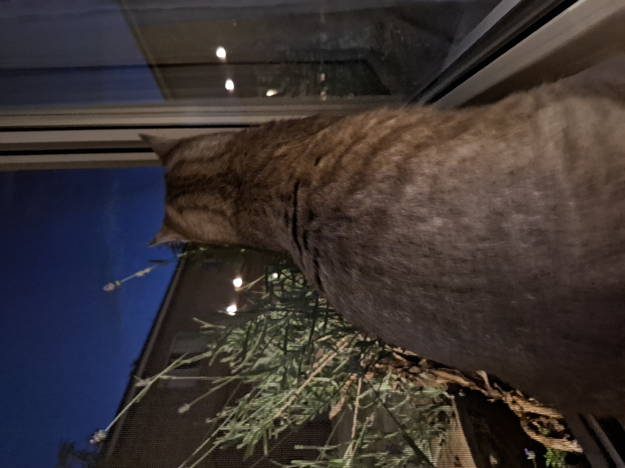 A cat is looking out a window at night. The cat's back is to the camera, and its tail is not visible. The cat is a tabby, with brown and black stripes. The window is large and has a screen on the outside. Outside the window, there is a plant with green leaves and purple flowers. There are also some lights visible in the distance, which suggest that the location is in an urban area. The sky is dark blue, indicating that it is nighttime. The scene is illuminated by the lights from inside the building, which are reflecting off the window. The cat appears to be alert and curious, as it is looking intently at something outside. The image was taken in Zemun Urban Municipality, Serbia.