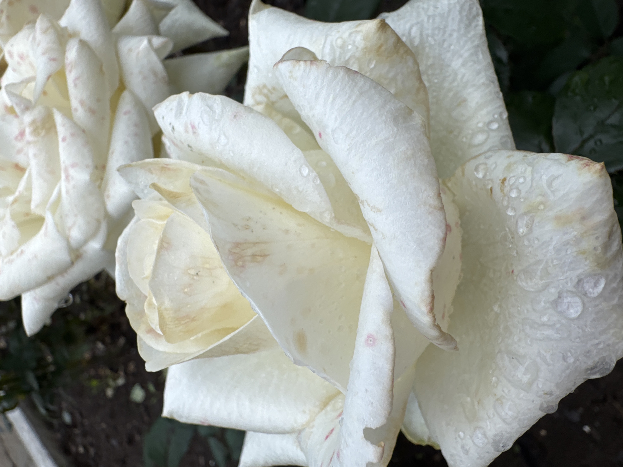 A close-up, slightly angled shot captures two white roses with some pink speckling and water droplets on their petals. The rose in the foreground is larger and more in focus, showing the texture of its petals and the light yellowing towards its center. The background consists of dark, moist soil and some dark green foliage, suggesting an outdoor environment, possibly a garden in Chaikovsky, Russia, after a rainfall. The lighting is soft and diffused.