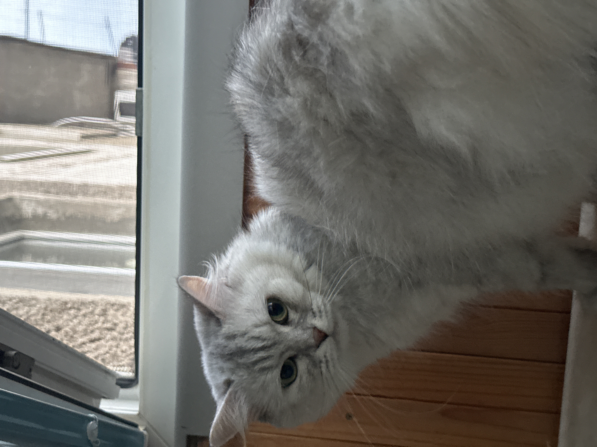 A light grey, long-haired cat with dark tabby markings on its face and head is looking towards the left of the frame. The cat has green eyes and is positioned in front of a wooden surface that appears to be part of a wall or furniture. Behind the cat, a window is visible with a view of buildings and a clear sky. The window is partially open, revealing a screen. The overall scene suggests an indoor setting, possibly an apartment in the city of Energetik, Russia, given the context. The lighting is natural, coming from the window, and casts some shadows on the cat's face.