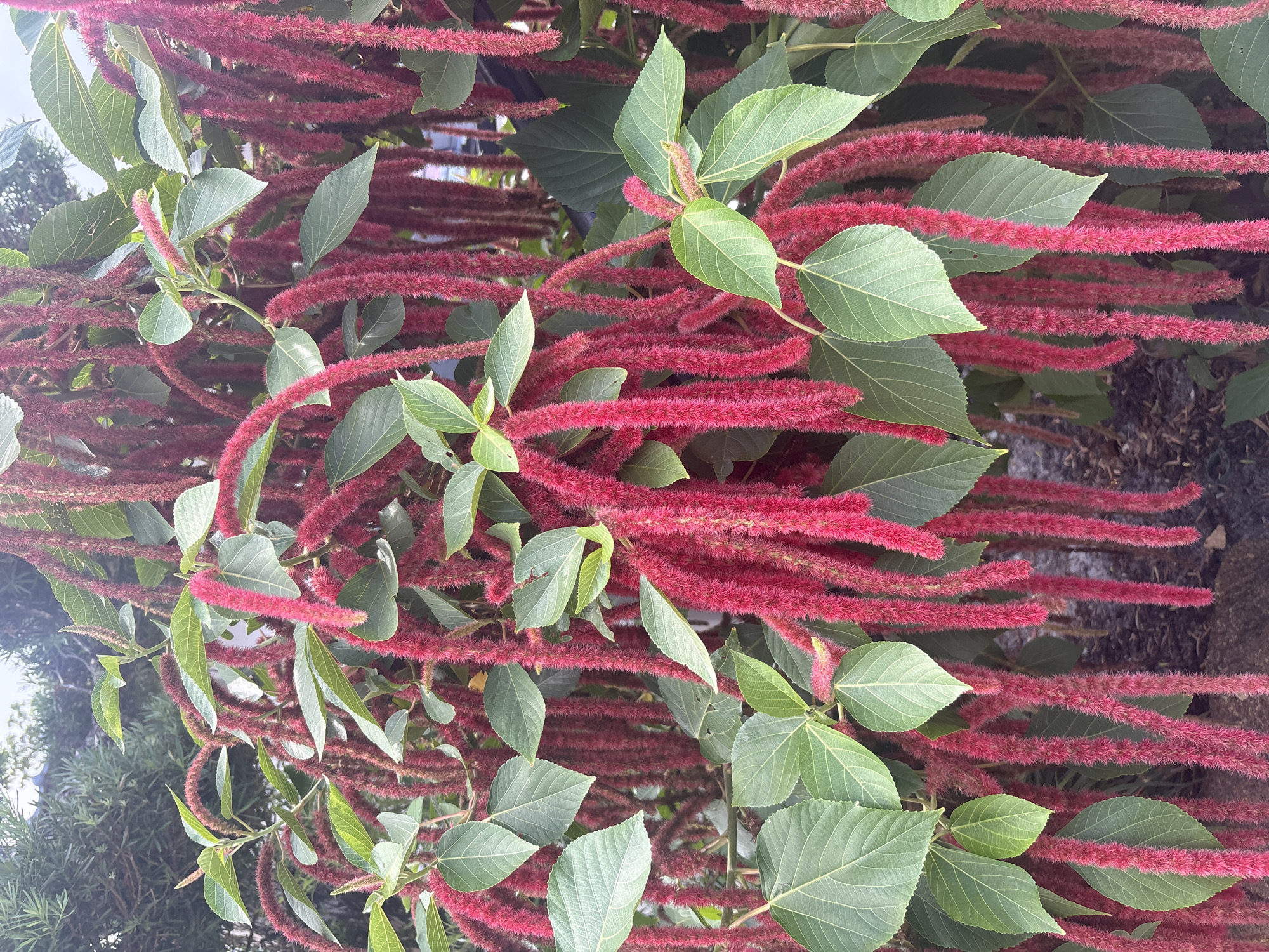 The image shows a close-up, overhead view of a plant with long, fuzzy, crimson-colored flower spikes and green leaves. The flower spikes are arranged in long, pendulous strands, creating a dense, textured appearance. The leaves are ovate with a pointed tip and prominent veins, and they are a vibrant green color. The overall impression is one of lush, natural growth. The lighting suggests it is daytime, likely bright and sunny, as indicated by the overall illumination and the shadows, although the sky is not visible. The background is somewhat blurred, with hints of darker foliage and possibly a textured surface, suggesting an outdoor garden or natural setting. There are no people, text, or specific events depicted. The image focuses entirely on the botanical details of the plant.