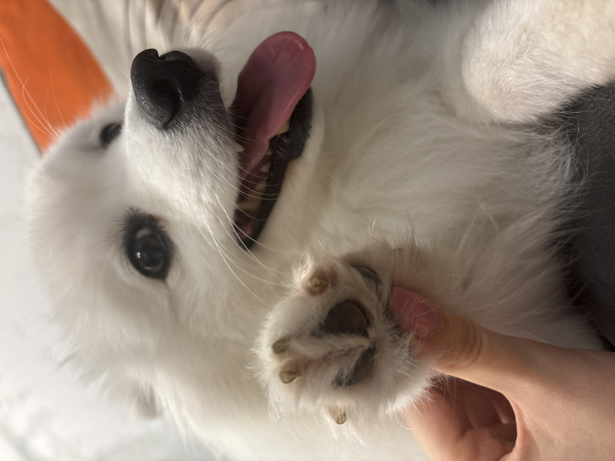 A close-up shot shows the face and paw of a white dog, likely an American Eskimo dog. The dog's mouth is open, with its pink tongue hanging out. Its eyes are dark and alert, and its nose is black and wet. A person's hand is gently holding the dog's paw, revealing its pads and claws. The background is blurred, with hints of an orange object, possibly a cushion or piece of furniture. The setting appears to be indoors, in a comfortable environment. The image is well-lit, with natural light illuminating the dog's fluffy white fur. There is no information to suggest this image is located in Kazan, Russia.