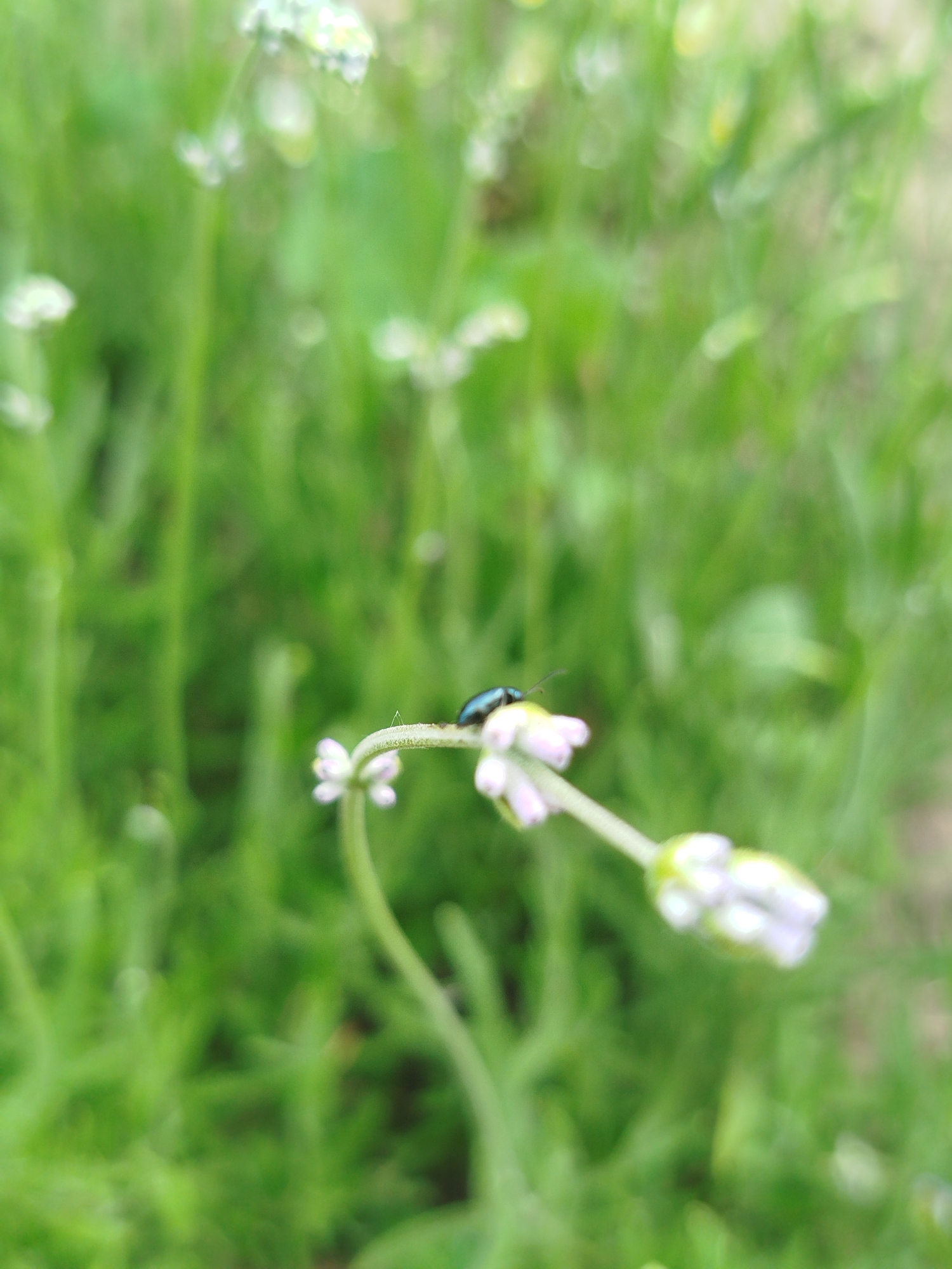 A small, metallic blue-green beetle is observed perched on a slender green plant stem. The stem displays multiple nascent light purple flower buds. The background consists of highly blurred green foliage, indicative of an outdoor natural environment. No human figures or man-made structures are visible. The scene is illuminated by natural light. Location: Ustyvytsia, Ukraine.