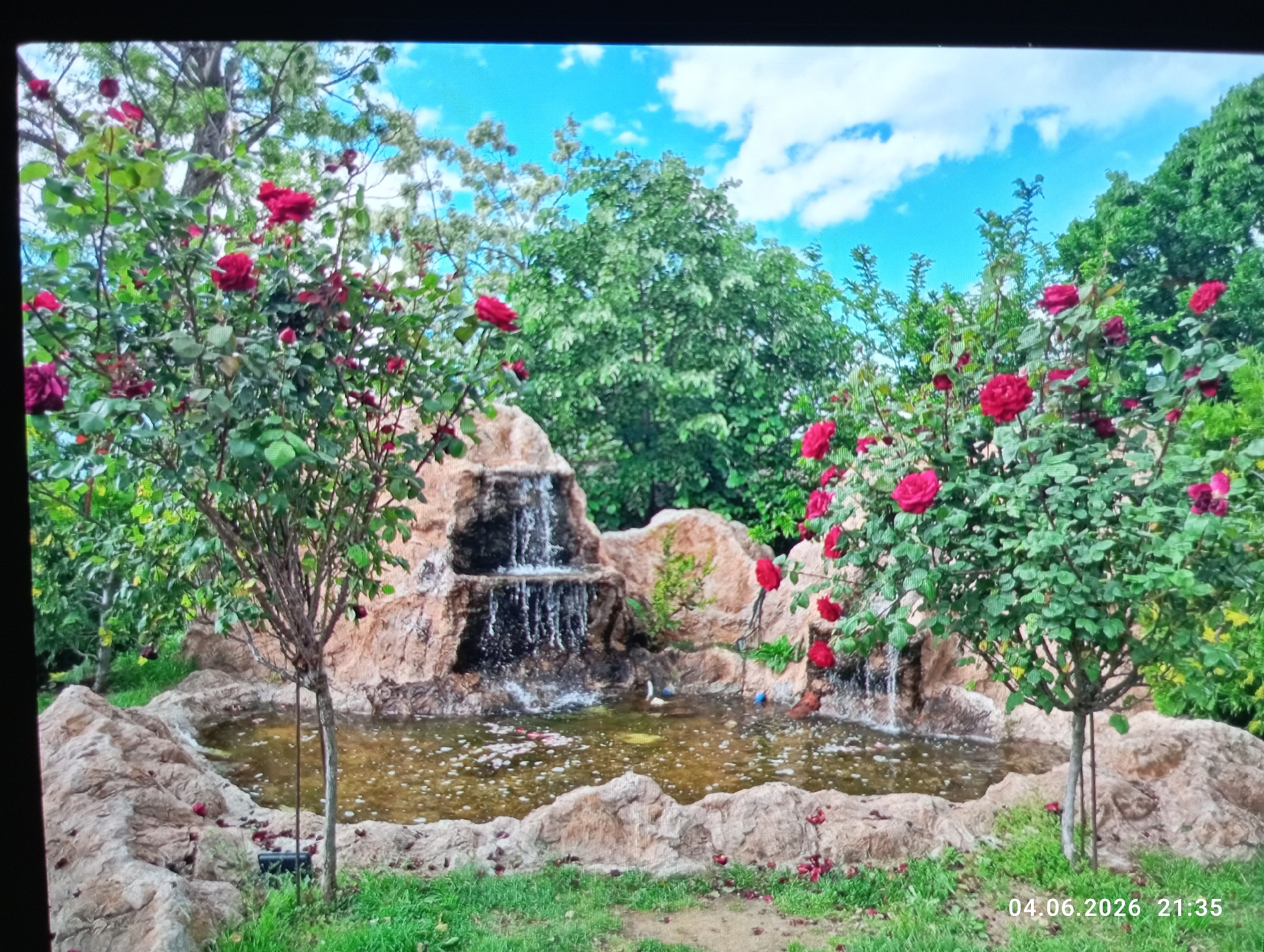 The image displays a serene garden scene featuring a man-made waterfall and pond flanked by two vibrant rose bushes. In the foreground, green grass leads to a rocky pond. A multi-tiered waterfall cascades into the pond, with water visibly flowing over the rocks and creating ripples on the water's surface. The pond's edge is formed by natural-looking rocks.
On either side of the waterfall and pond, two rose bushes are prominent, covered in numerous bright red roses and lush green leaves. In the background, various trees with dense green foliage create a verdant backdrop, suggesting a well-maintained park or garden setting. Above the trees, a bright blue sky with scattered white clouds is visible, indicating clear daytime weather.
Despite the bright visual appearance of daylight, a digital timestamp is present in the bottom right corner of the image, reading "04.06.2026 21:35". No people or specific activities are depicted; the scene is one of tranquil natural beauty.