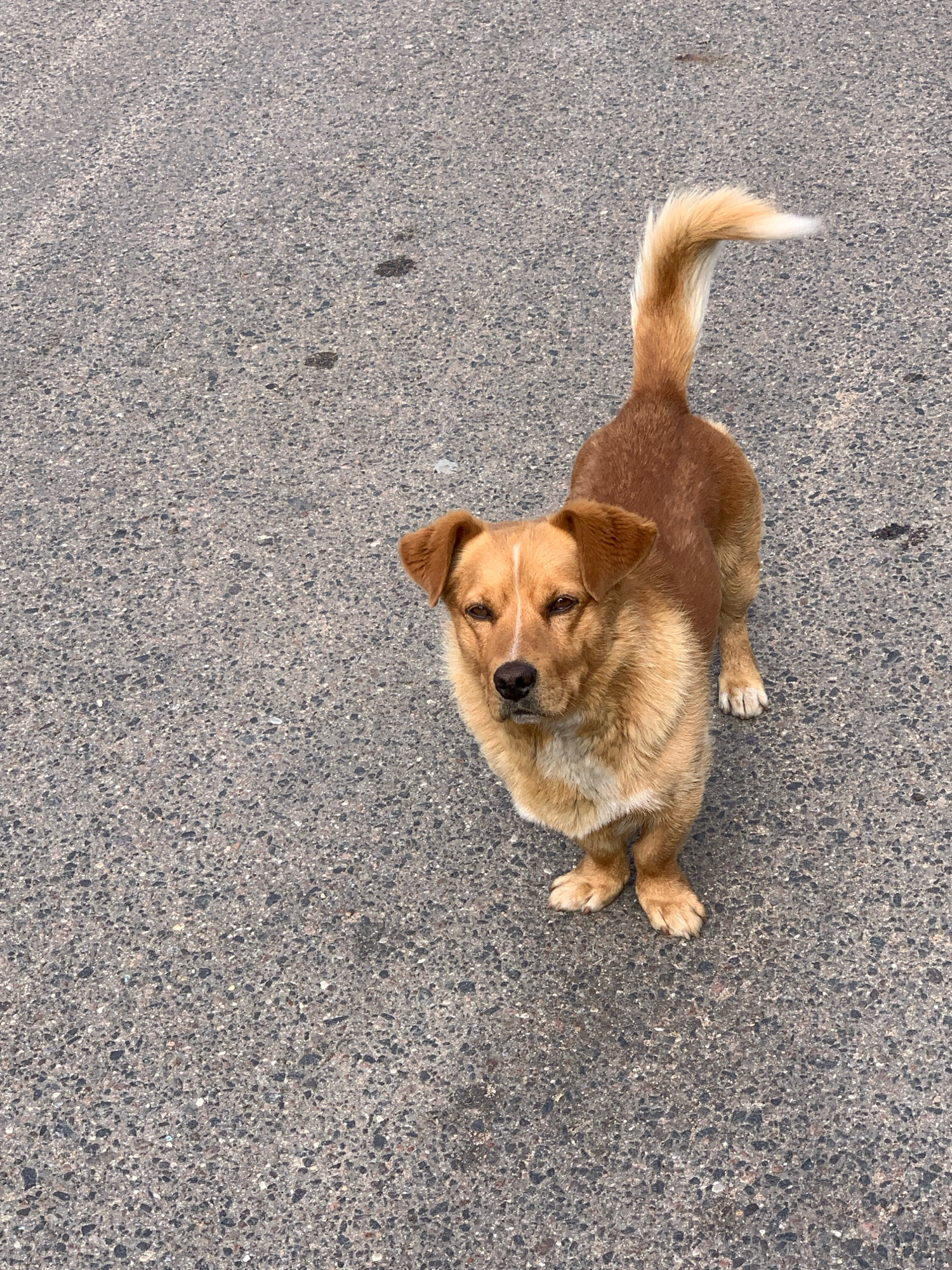 A medium-sized, light brown dog with a white blaze on its forehead stands on a grey asphalt surface. The dog is facing the camera and looking upwards. Its tail is held high and curled over its back, with a white tip. The asphalt appears to be a road or sidewalk, with some small dark spots and lighter colored aggregate visible. The image is taken from a high-angle perspective, looking down at the dog. There are no other subjects or objects visible in the frame. The scene is outdoors, likely in a city, but no specific landmarks or environmental features are identifiable to confirm a location in Minsk, Belarus.